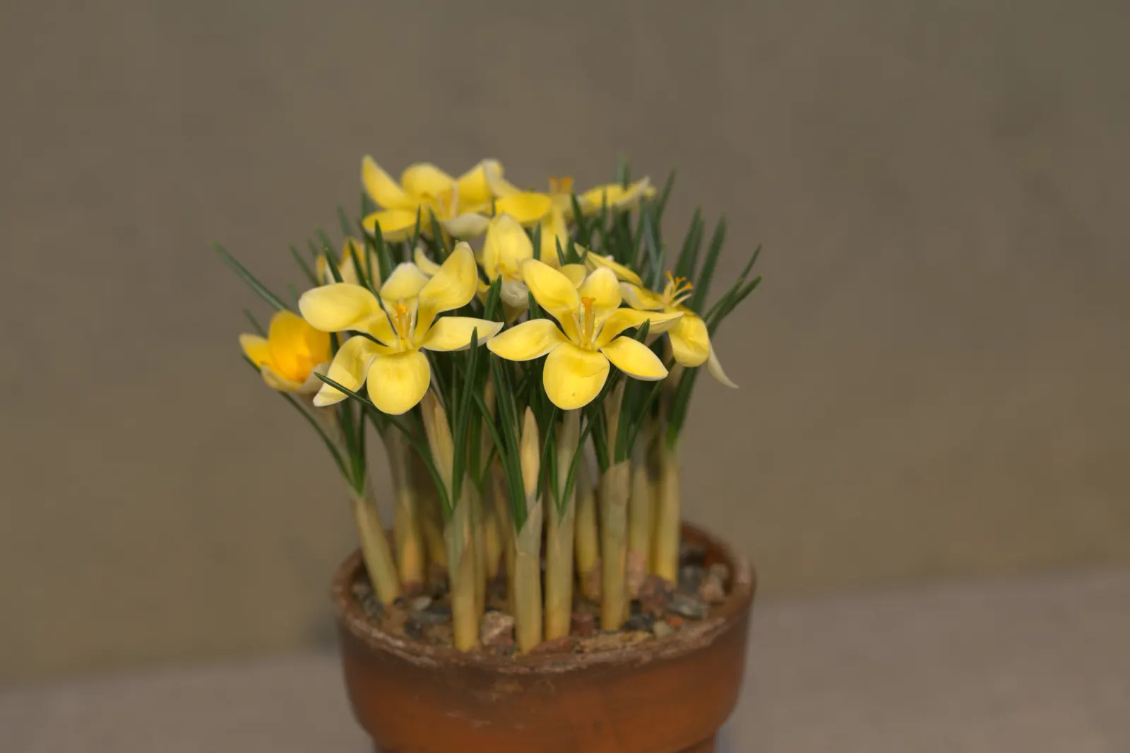 Snow Crocus (Crocus Chrysanthus) — reaching a height of 3-4 inches; the flowers come in a splendid array, image 107