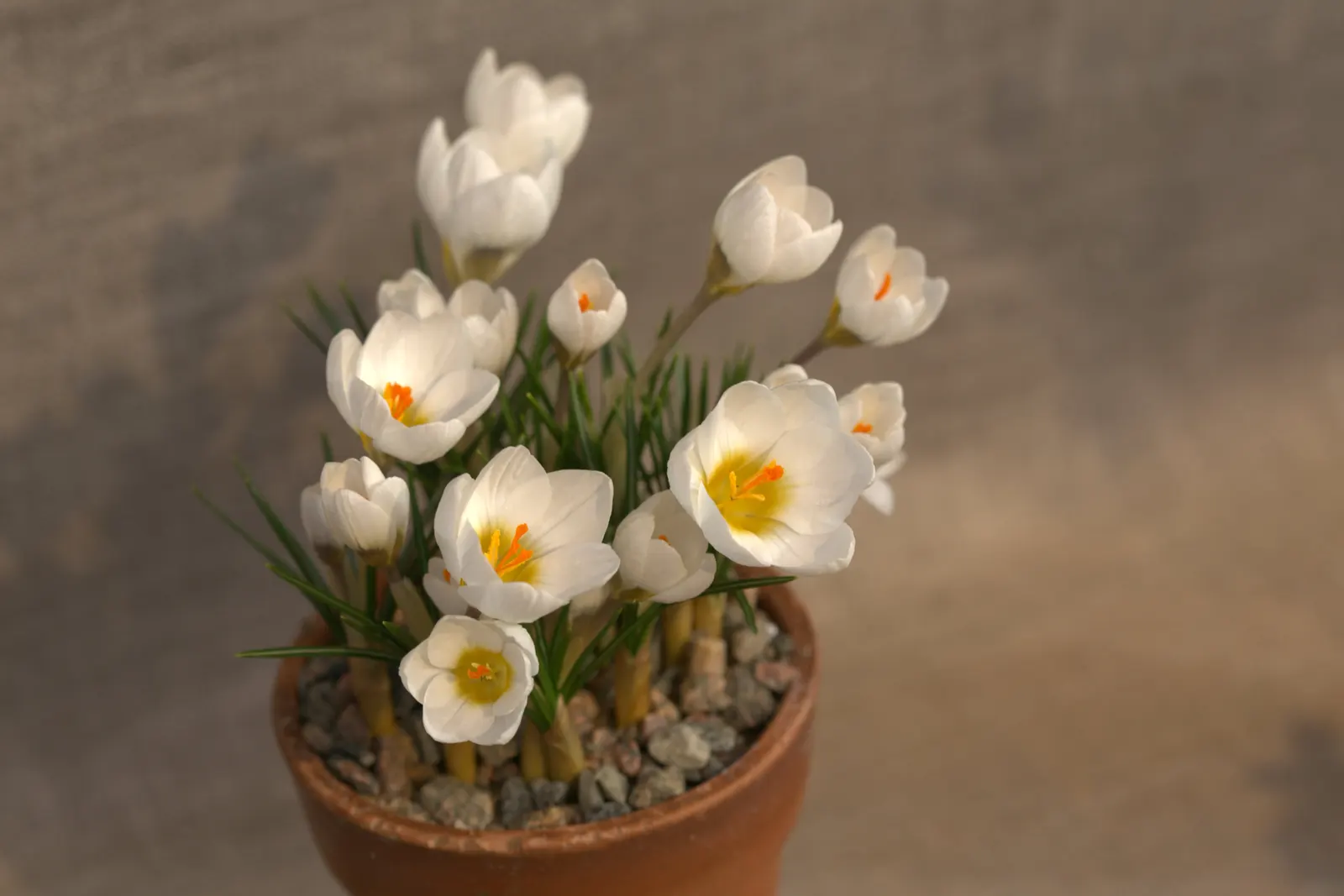 Snow Crocus (Crocus Chrysanthus) — scientifically named Crocus chrysanthus