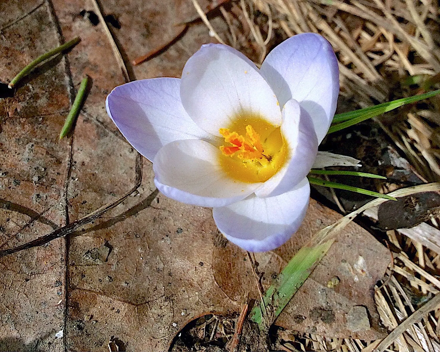 Snow Crocus (Crocus Chrysanthus) — These hardy perennials feature goblet-shaped flowers in varied hues; contributing to a thriving ecosystem within, image 129