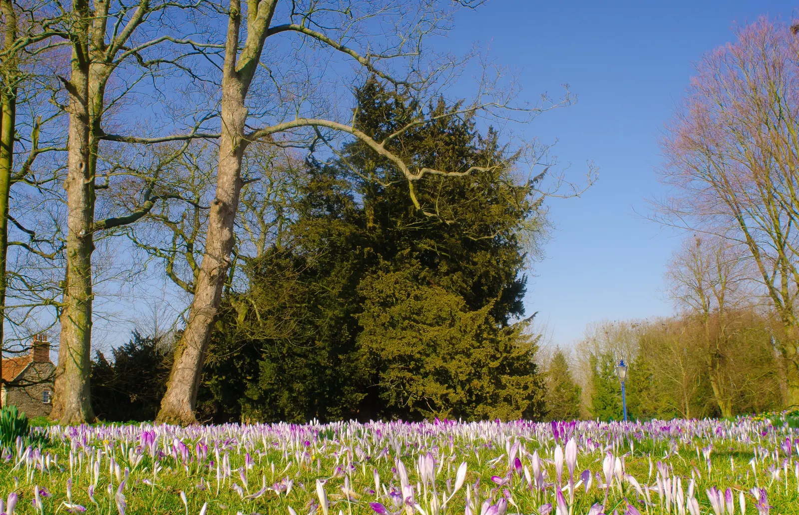 Snow Crocus (Crocus Chrysanthus) — Ideal for rock gardens and naturalizing; the flowers come in a splendid array, image 89