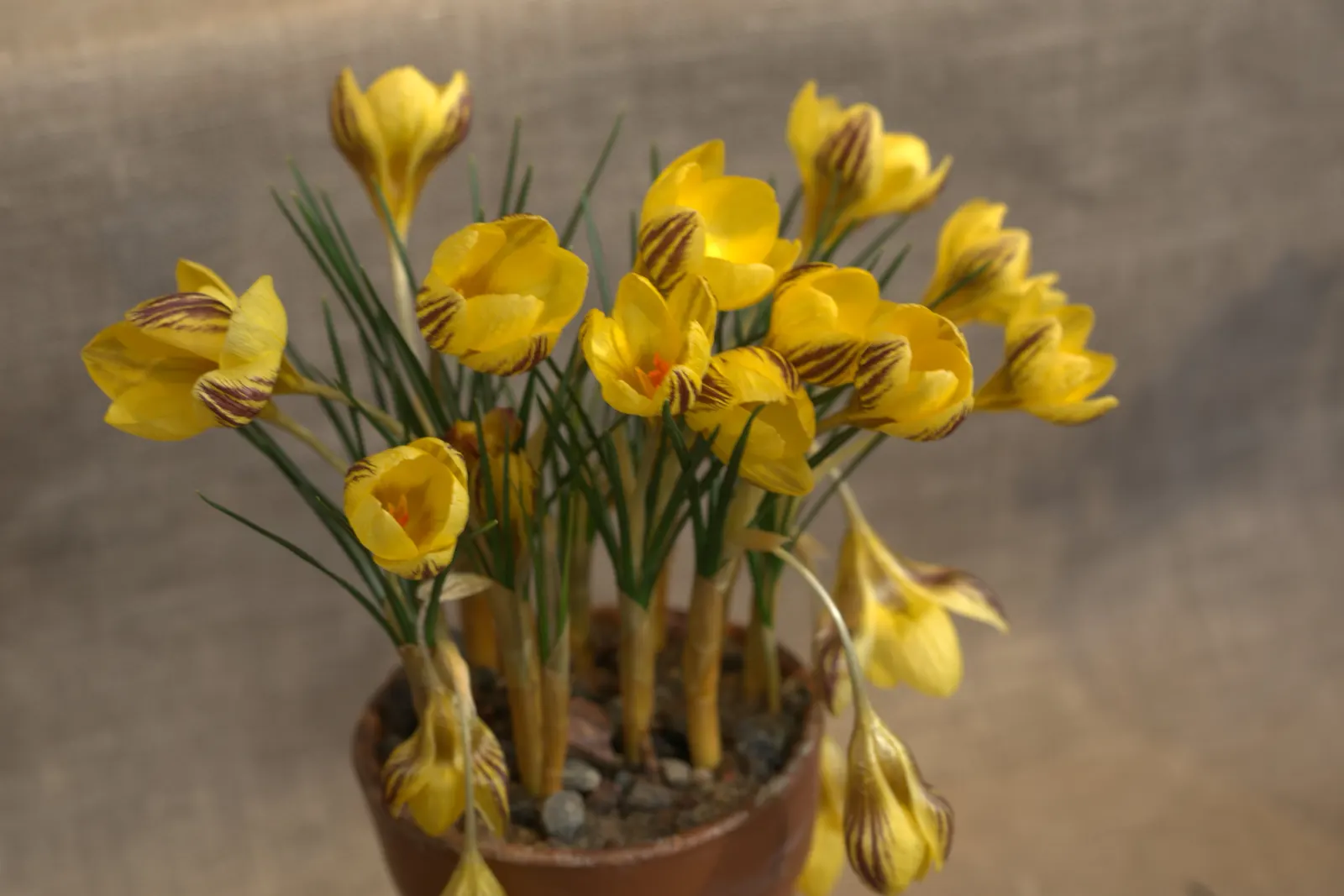 Snow Crocus (Crocus Chrysanthus) — the Snow Crocus should be planted in well-drained soil with a preference for full to partial sunlight exposure, image 78