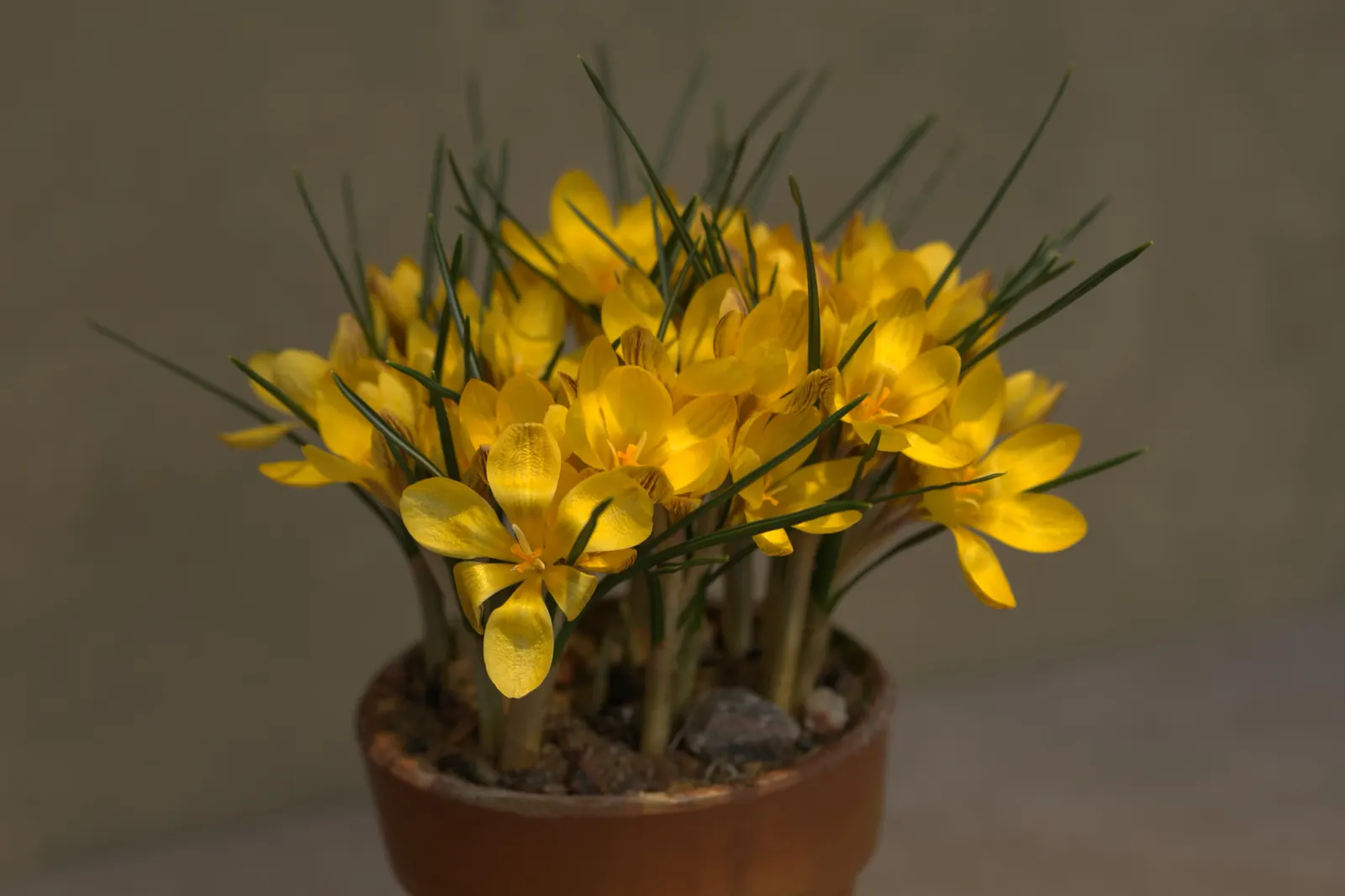 Snow Crocus (Crocus Chrysanthus) — bulb for full or half