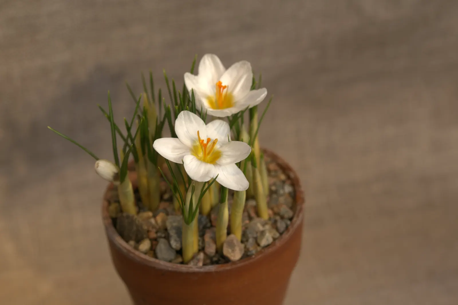 Snow Crocus (Crocus Chrysanthus) — Ideal for rock gardens and naturalizing; the flowers come in a splendid array, image 68