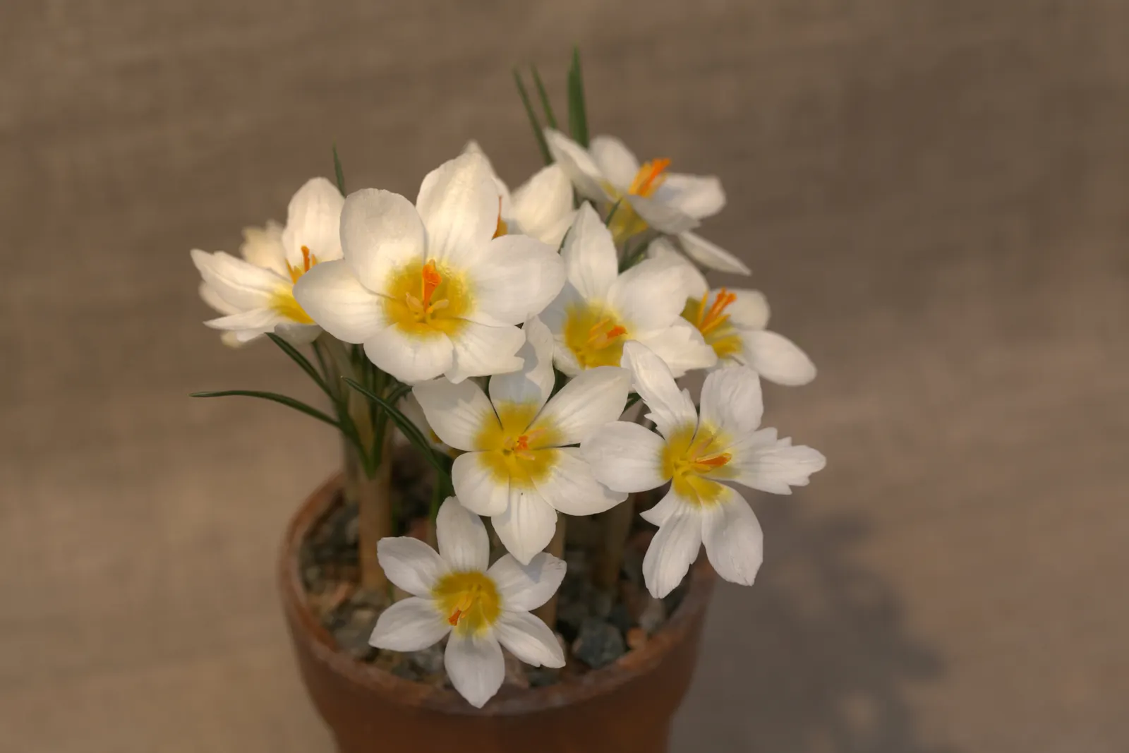 Snow Crocus (Crocus Chrysanthus) — making a striking appearance often while the last traces of winter snow are still visible; the flowers come in a, image 155
