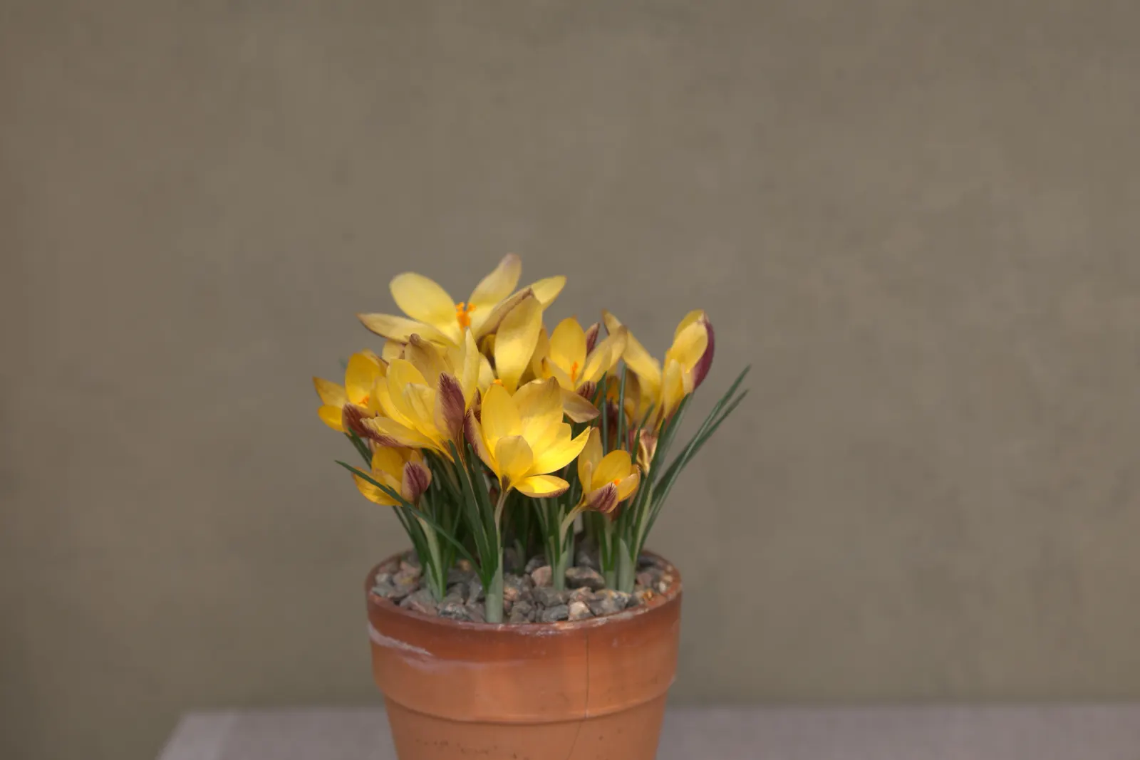 Snow Crocus (Crocus Chrysanthus) — The flowers come in a splendid array, image 158