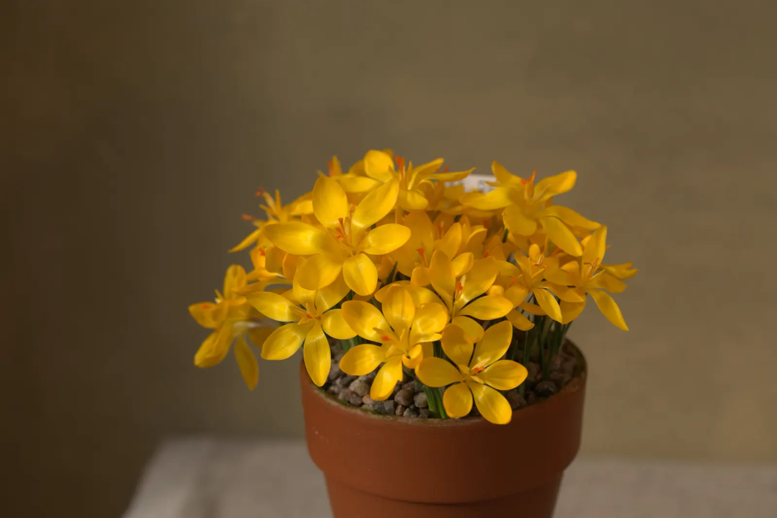 Snow Crocus (Crocus Chrysanthus) — silvery or golden throated center; plant bulbs at a depth of 3 inches, in well-drained soil for a splash of color, image 118