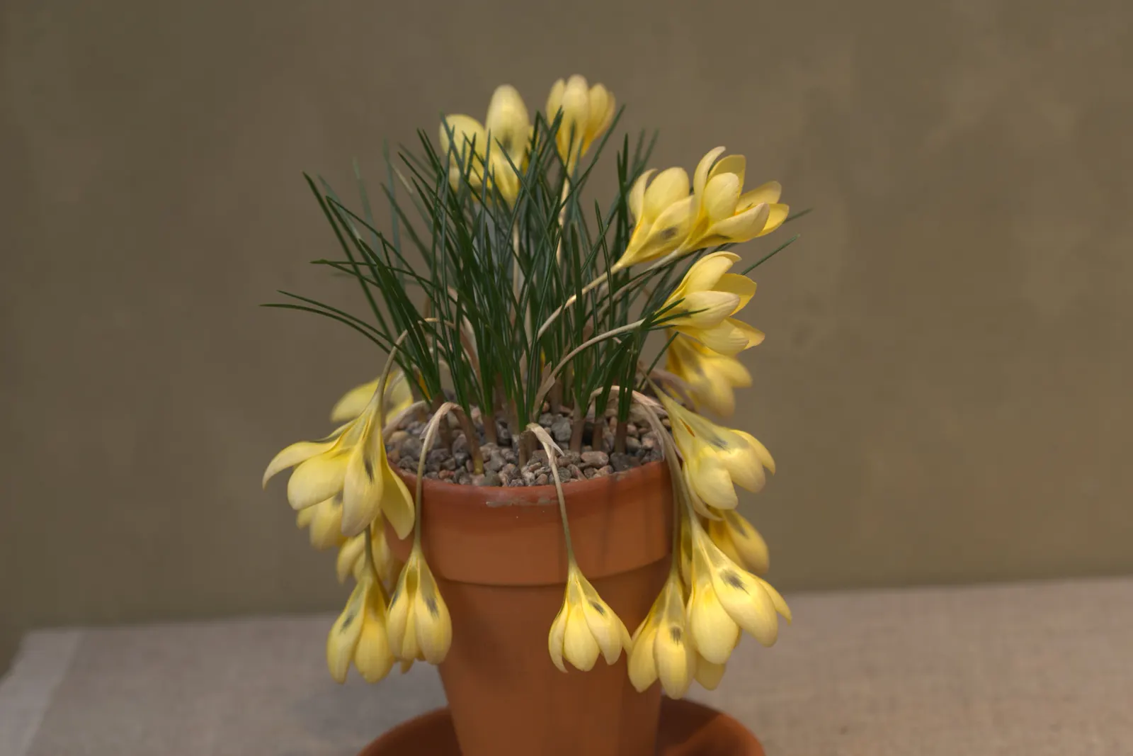 Snow Crocus (Crocus Chrysanthus) — making it ideal for planting in rock gardens; plant bulbs at a depth of 3 inches, in well-drained soil for a, image 52