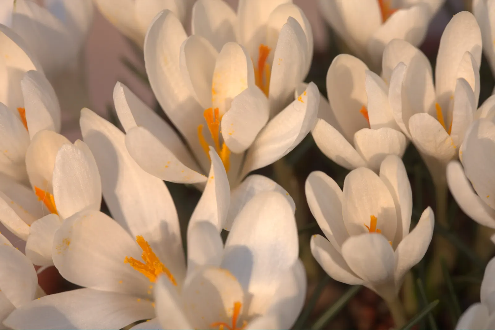 Snow Crocus (Crocus Chrysanthus) — the Snow Crocus should be planted in well-drained soil with a preference for full to partial sunlight exposure, image 141