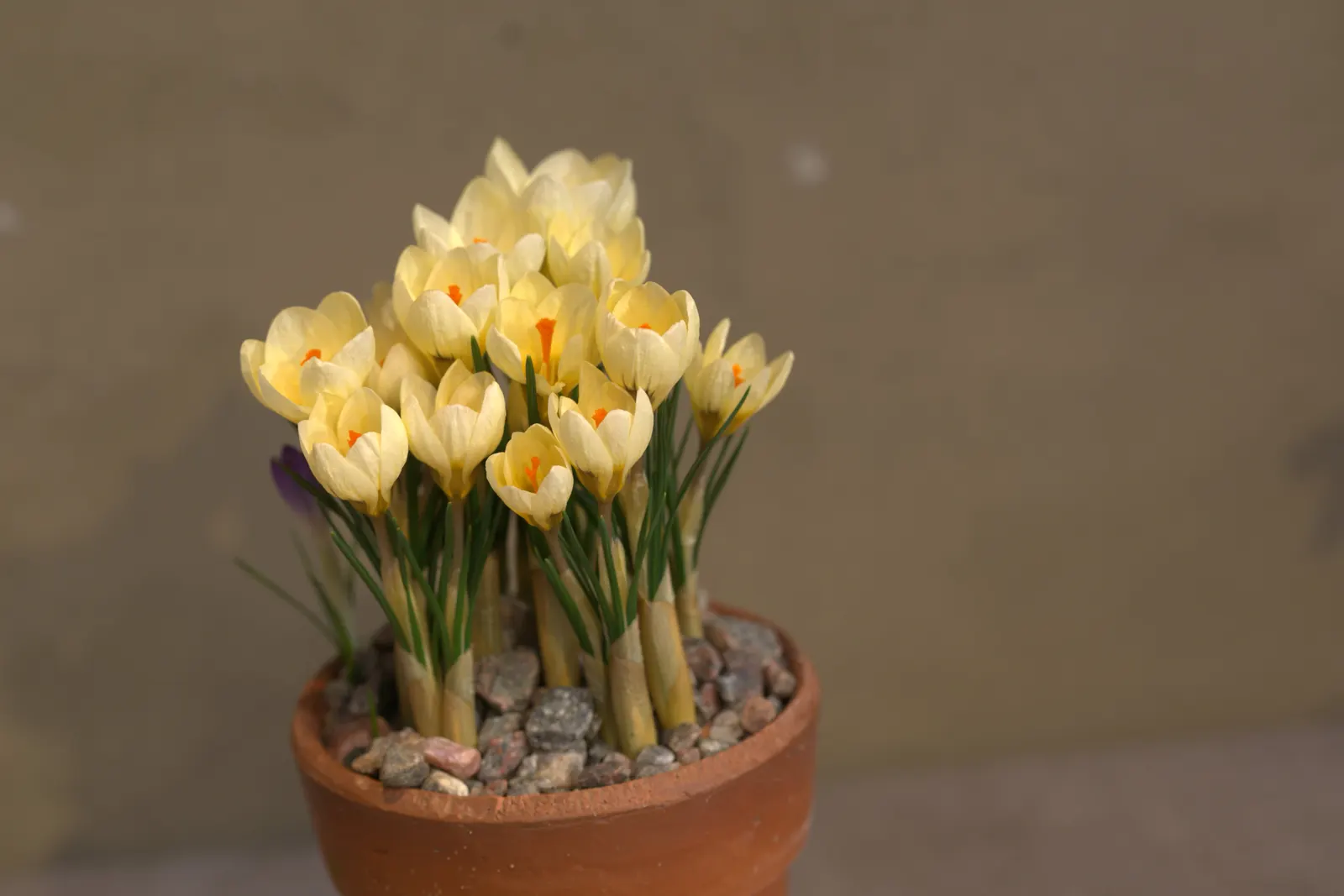 Snow Crocus (Crocus Chrysanthus) — The cup-shaped flowers perched on slender stalks emerge from grass-like foliage that is finely textured; the, image 56