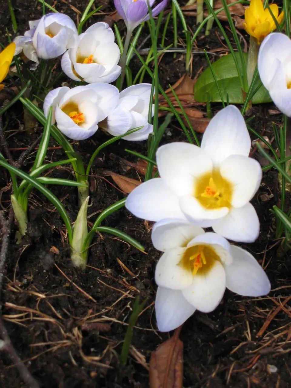 Snow Crocus (Crocus Chrysanthus) — scientifically named Crocus chrysanthus; contributing to a thriving ecosystem within your client's garden, image 111