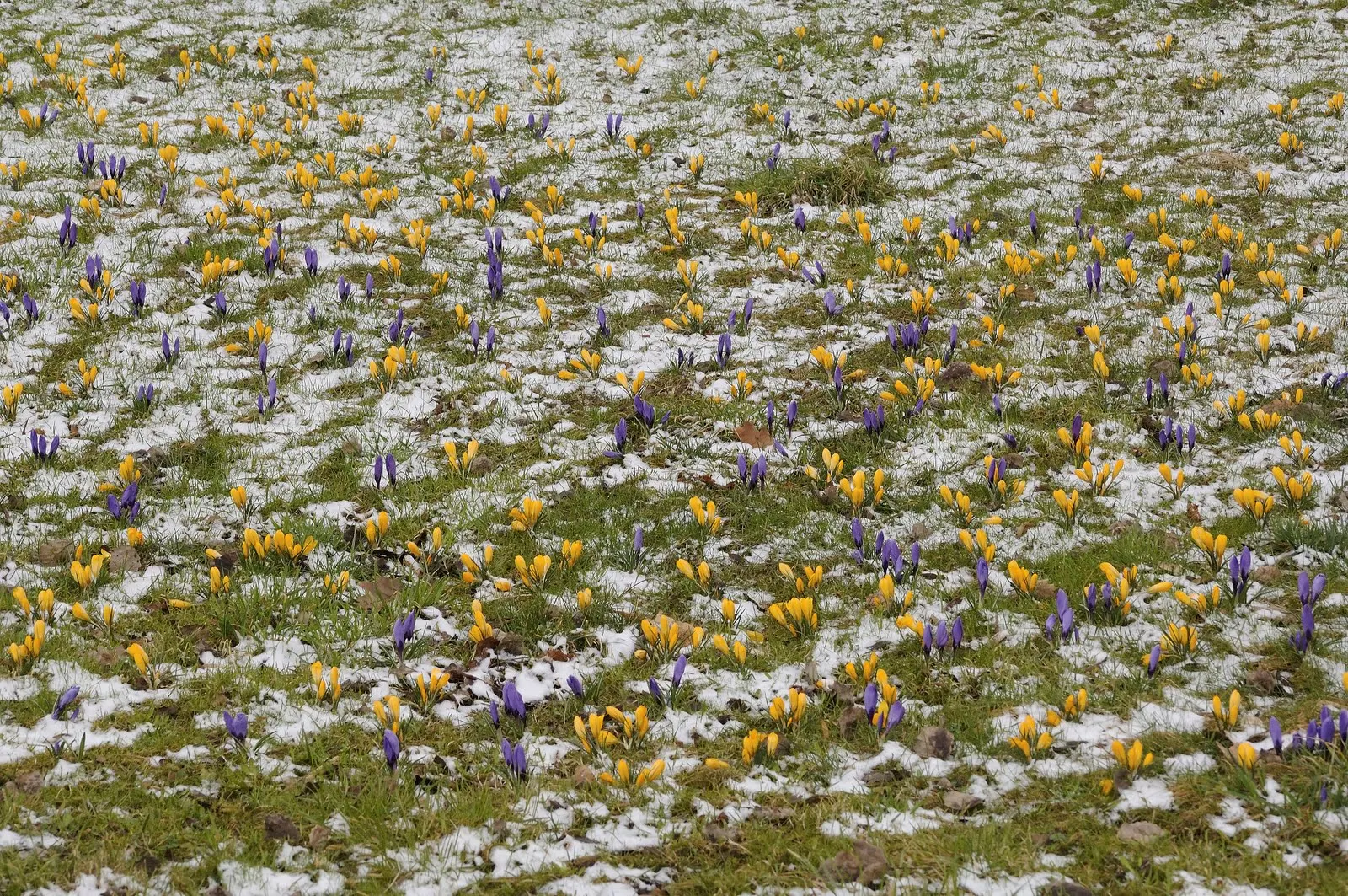 Snow Crocus (Crocus Chrysanthus) — Plant bulbs at a depth of 3 inches, in well-drained soil for a splash of color, image 46