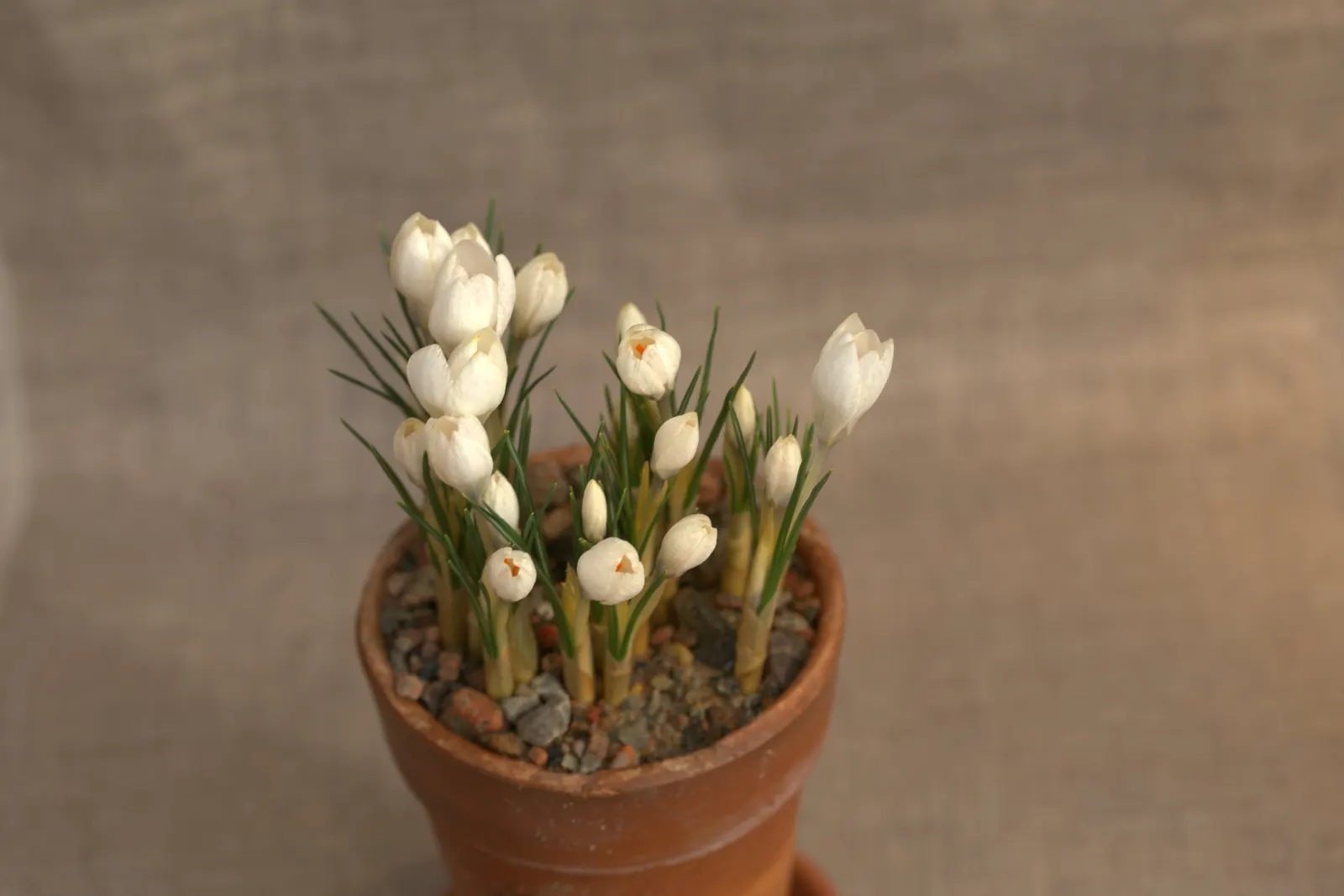 Snow Crocus (Crocus Chrysanthus) — reaching a height of 3-4 inches; the flowers come in a splendid array, image 44