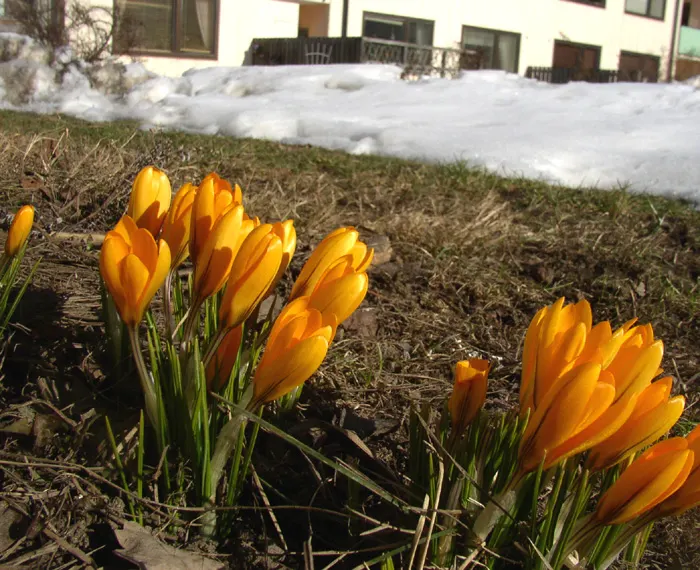 Snow Crocus (Crocus Chrysanthus) — reaching a height of 3-4 inches; the flowers come in a splendid array