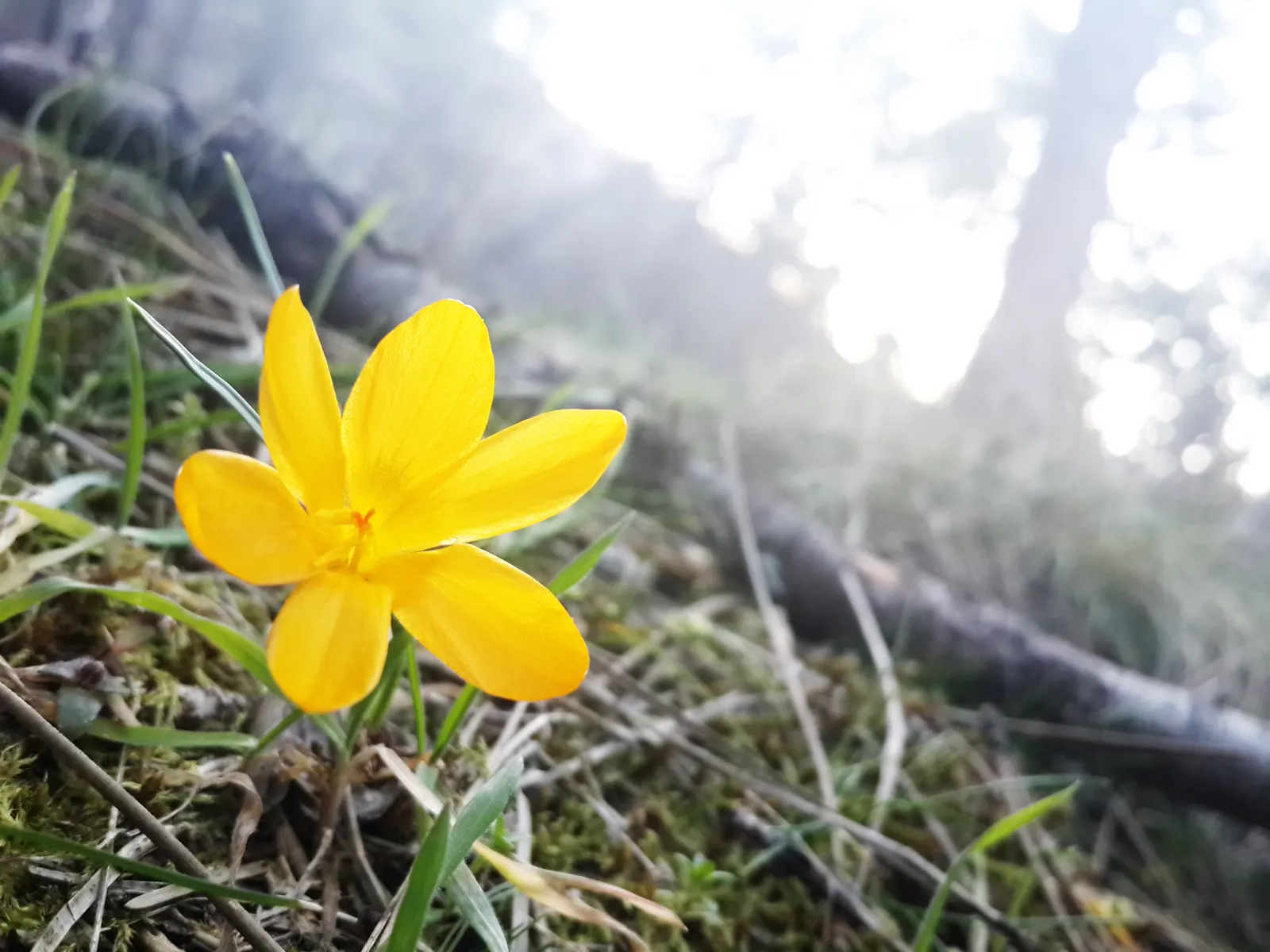 Snow Crocus (Crocus Chrysanthus) — is an early spring herald with a bloom size of about 1-1.5 inches; plant bulbs at a depth of 3 inches, in, image 85