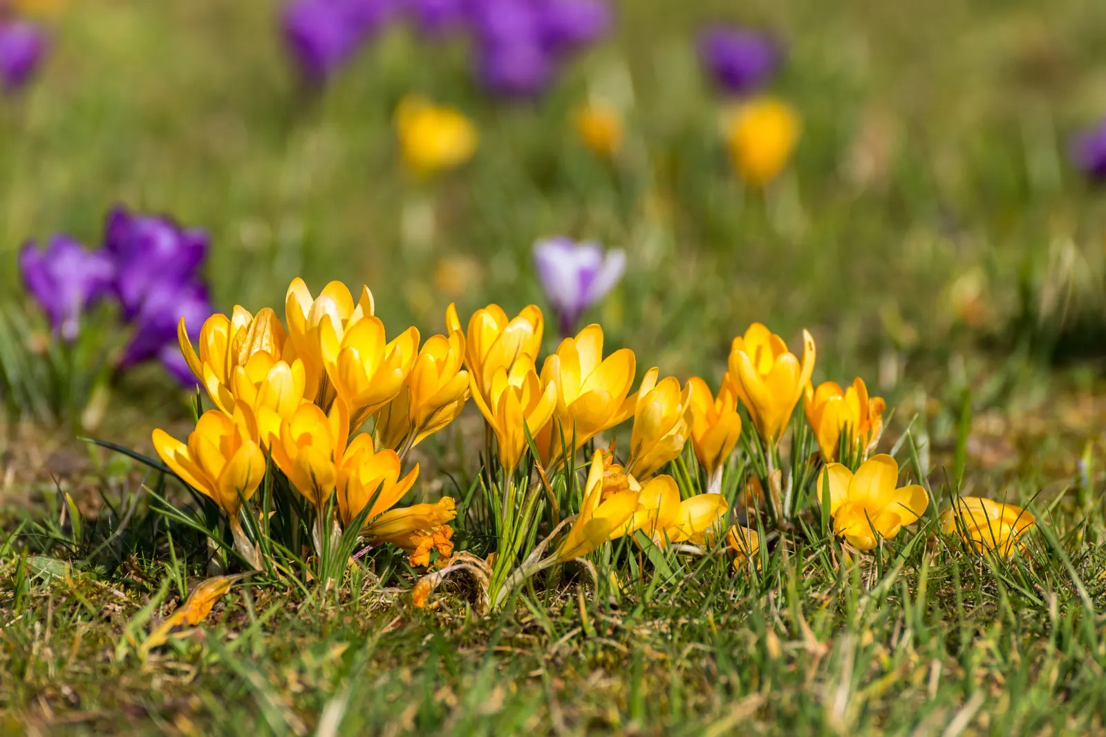 Snow Crocus (Crocus Chrysanthus) — They are best planted in clusters or drifts; plant bulbs at a depth of 3 inches, in well-drained soil for a, image 58