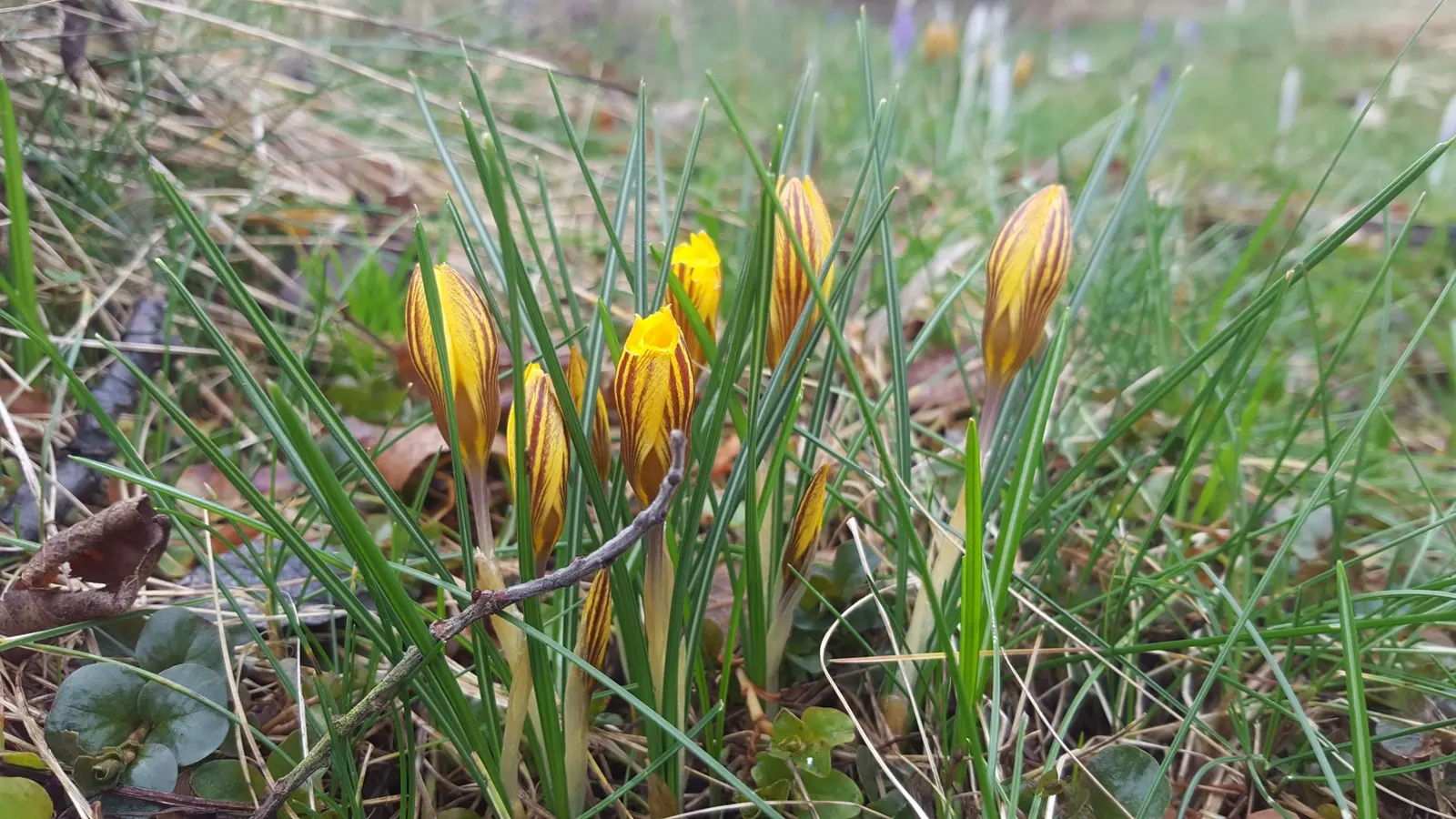 Snow Crocus (Crocus Chrysanthus) — The flowers come in a splendid array, image 74