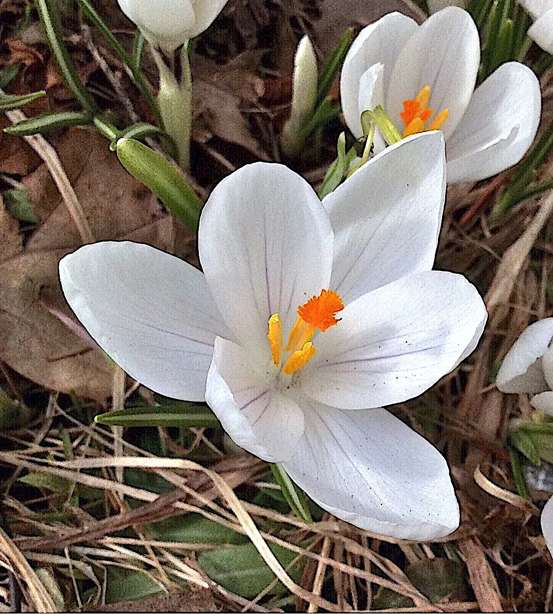 Snow Crocus (Crocus Chrysanthus) — is a delightful harbinger of spring; plant bulbs at a depth of 3 inches, in well-drained soil for a splash of, image 70