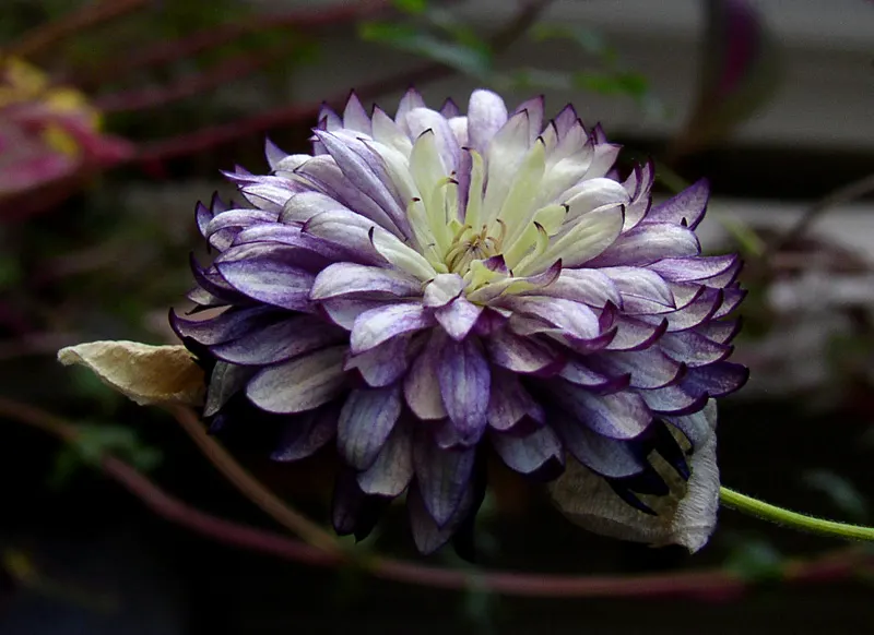Snow Crocus (Crocus Chrysanthus) — the Snow Crocus reaches a modest height of 3 to 4 inches and bears a width of approximately 2 to 3 inches, image 72