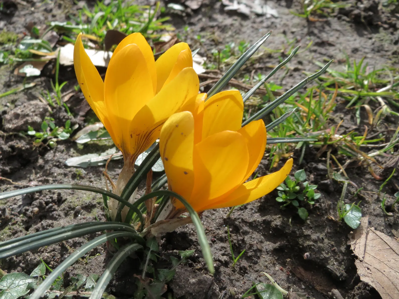 Snow Crocus (Crocus Chrysanthus) — The cup-shaped flowers perched on slender stalks emerge from grass-like foliage that is finely textured; the flowers come in