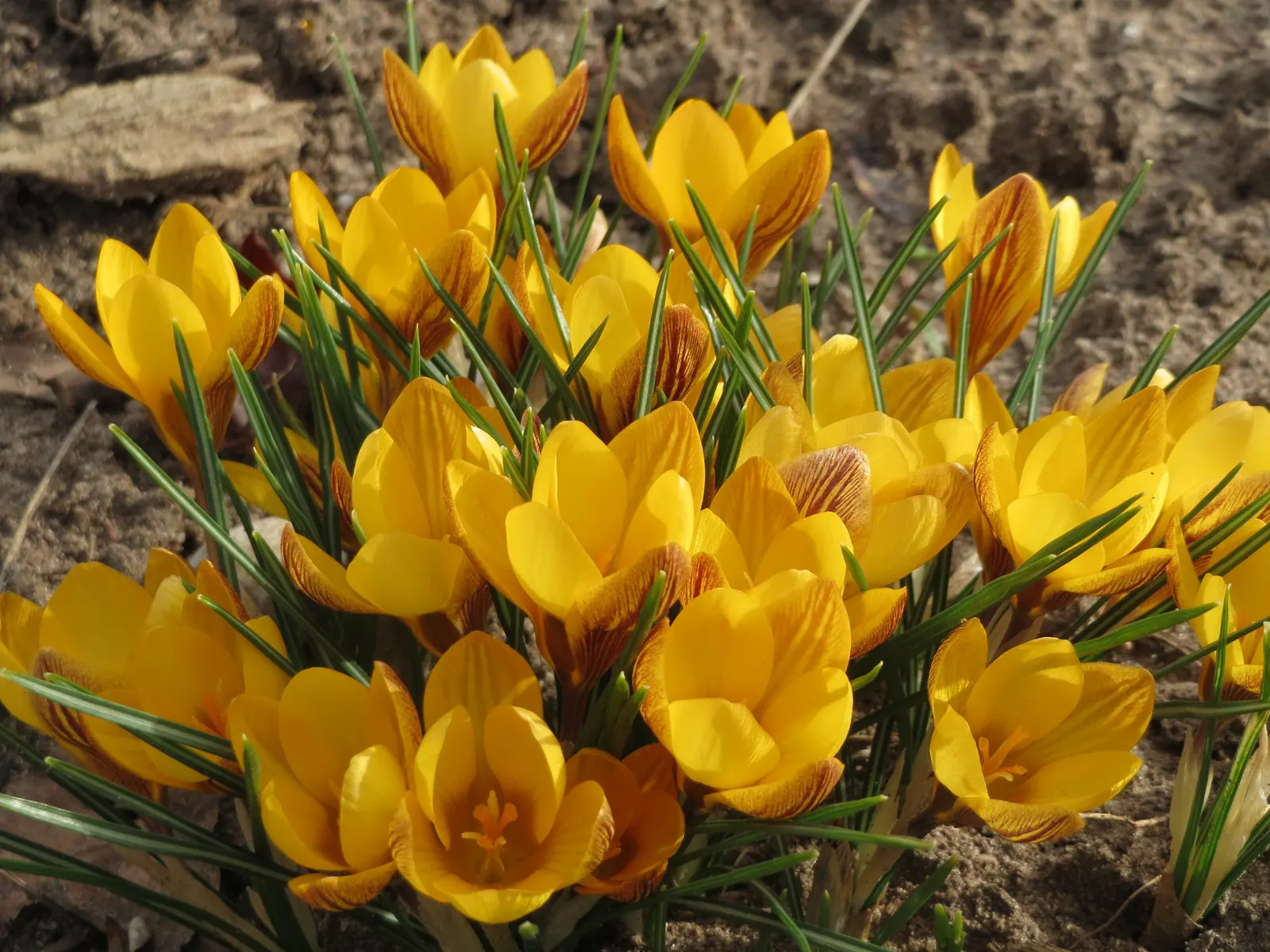 Snow Crocus (Crocus Chrysanthus) — contributing to a thriving ecosystem within your client's garden sanctuary