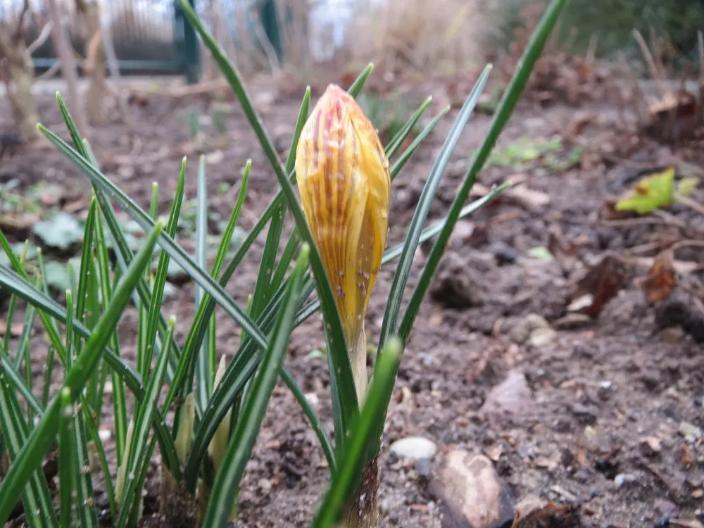 Snow Crocus (Crocus Chrysanthus) — Ideal for rock gardens and naturalizing; the flowers come in a splendid array, image 152