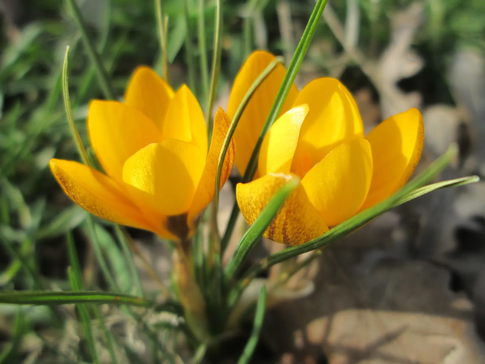 Snow Crocus (Crocus Chrysanthus) — The flowers come in a splendid array, image 32