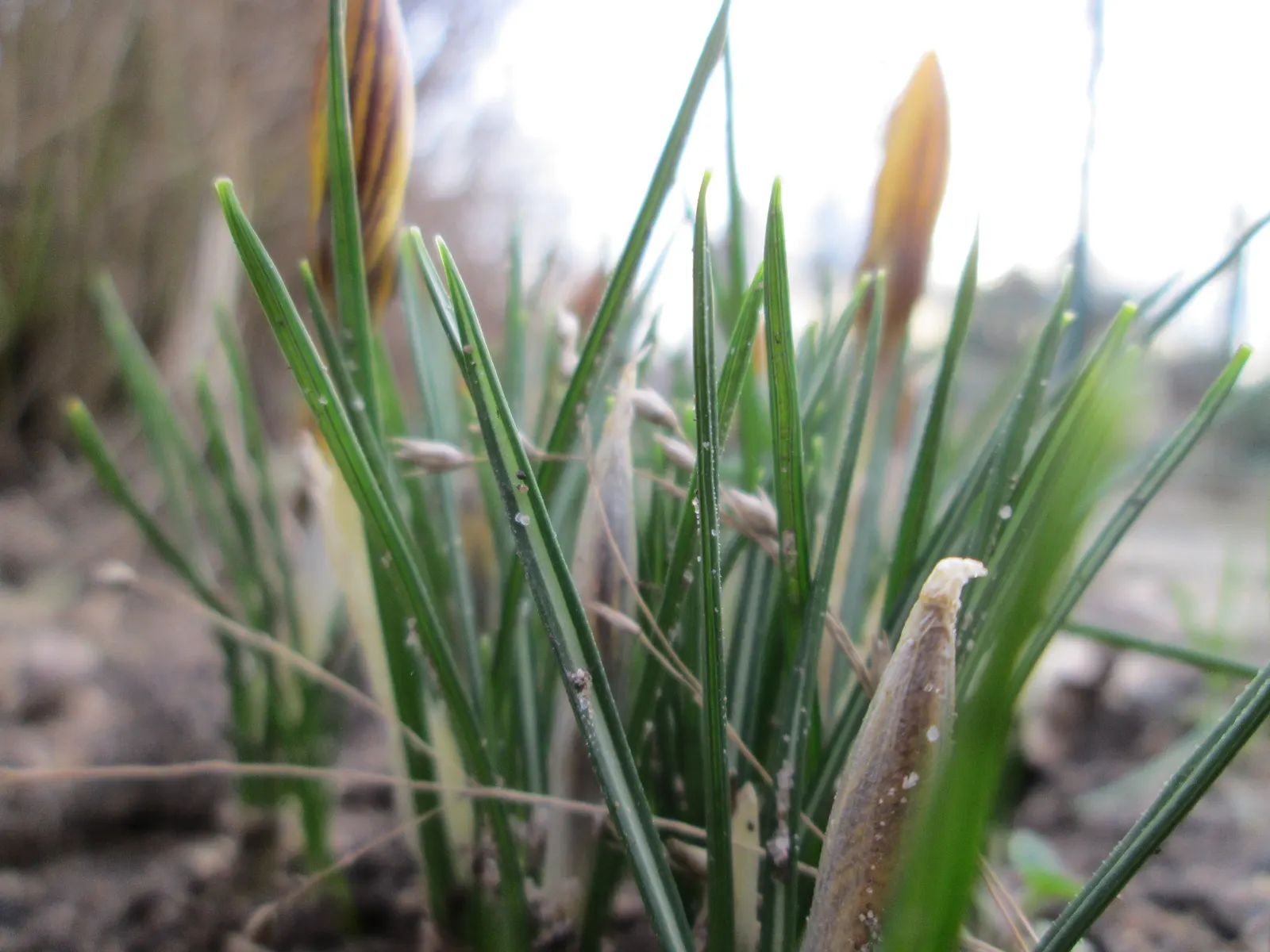 Snow Crocus (Crocus Chrysanthus) — Ideal for rock gardens and naturalizing; the flowers come in a splendid array, image 131