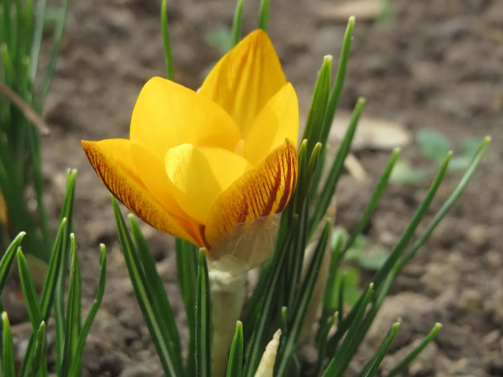 Snow Crocus (Crocus Chrysanthus) — reaching a height of 3-4 inches; the flowers come in a splendid array, image 86