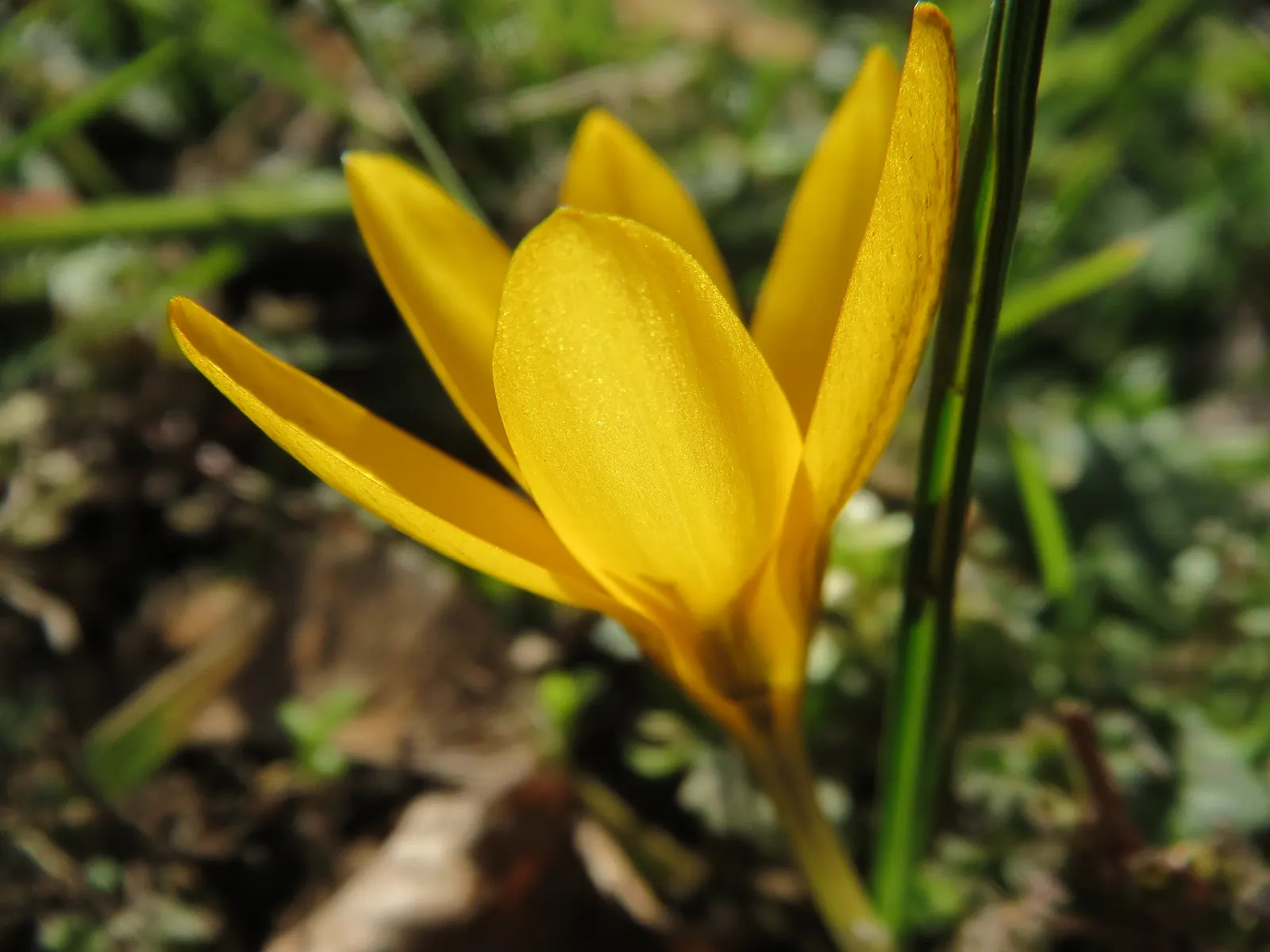 Snow Crocus (Crocus Chrysanthus) — the Snow Crocus reaches a modest height of 3 to 4 inches and bears a width of approximately 2 to 3 inches; contributing to a