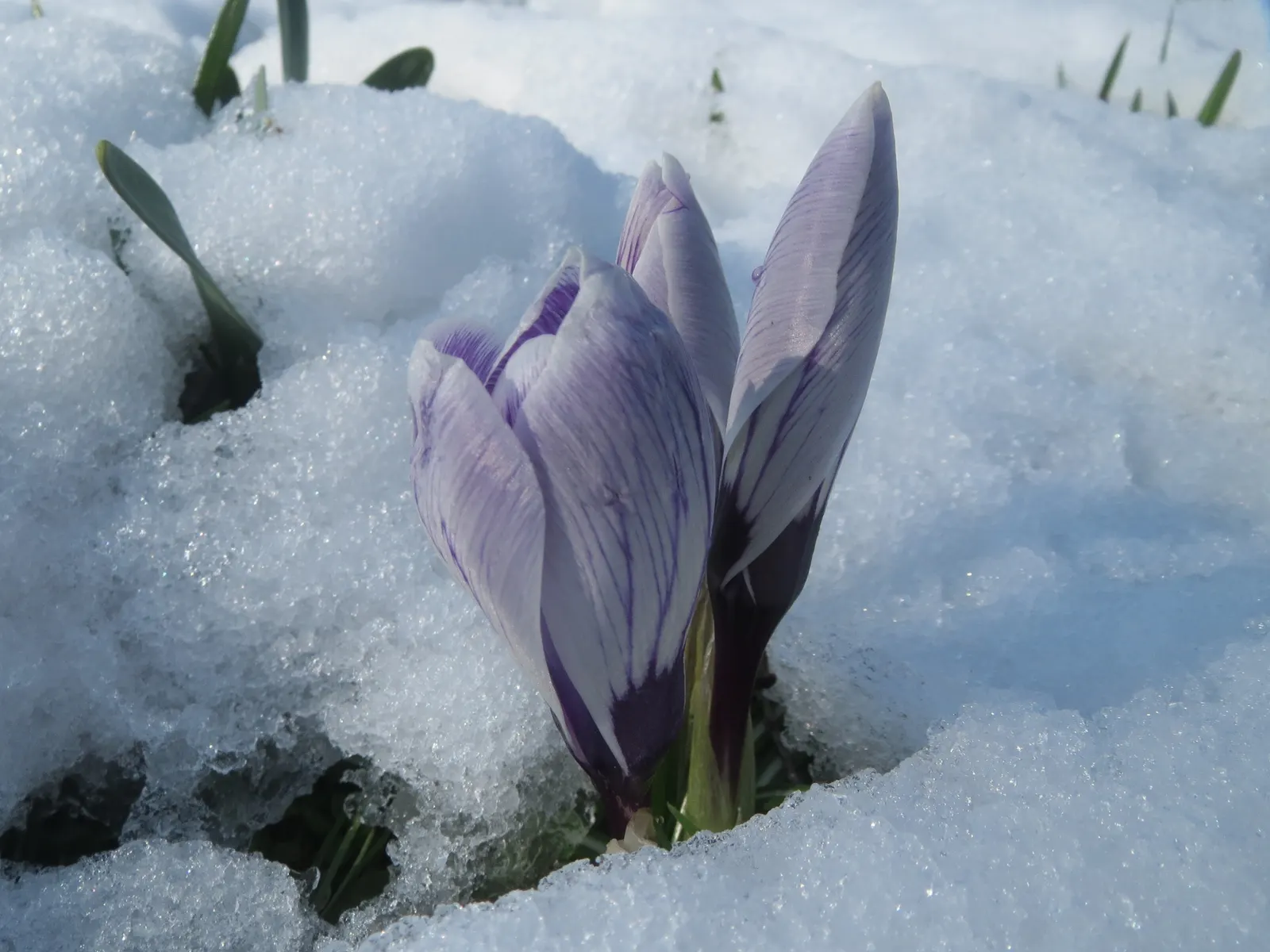 Snow Crocus (Crocus Chrysanthus) — the Snow Crocus reaches a modest height of 3 to 4 inches and bears a width of approximately 2 to 3 inches, image 114