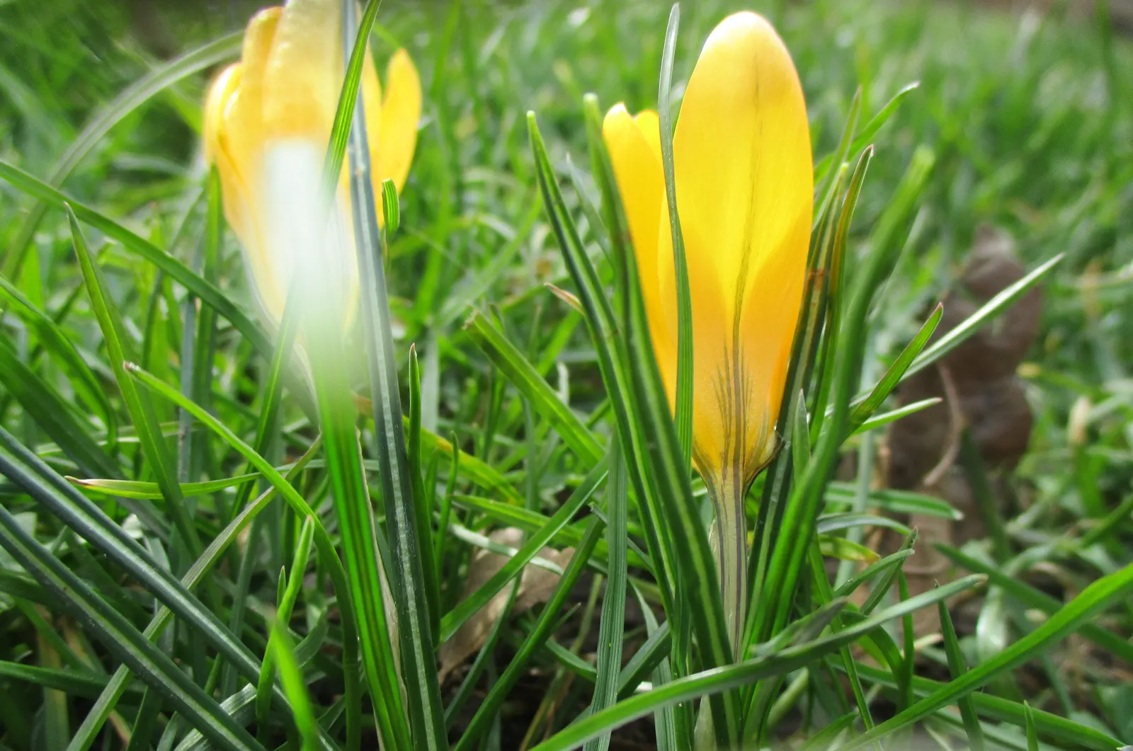 Snow Crocus (Crocus Chrysanthus) — bulb with lavender and purple and white and yellow blooms; the flowers come in a splendid array, image 104
