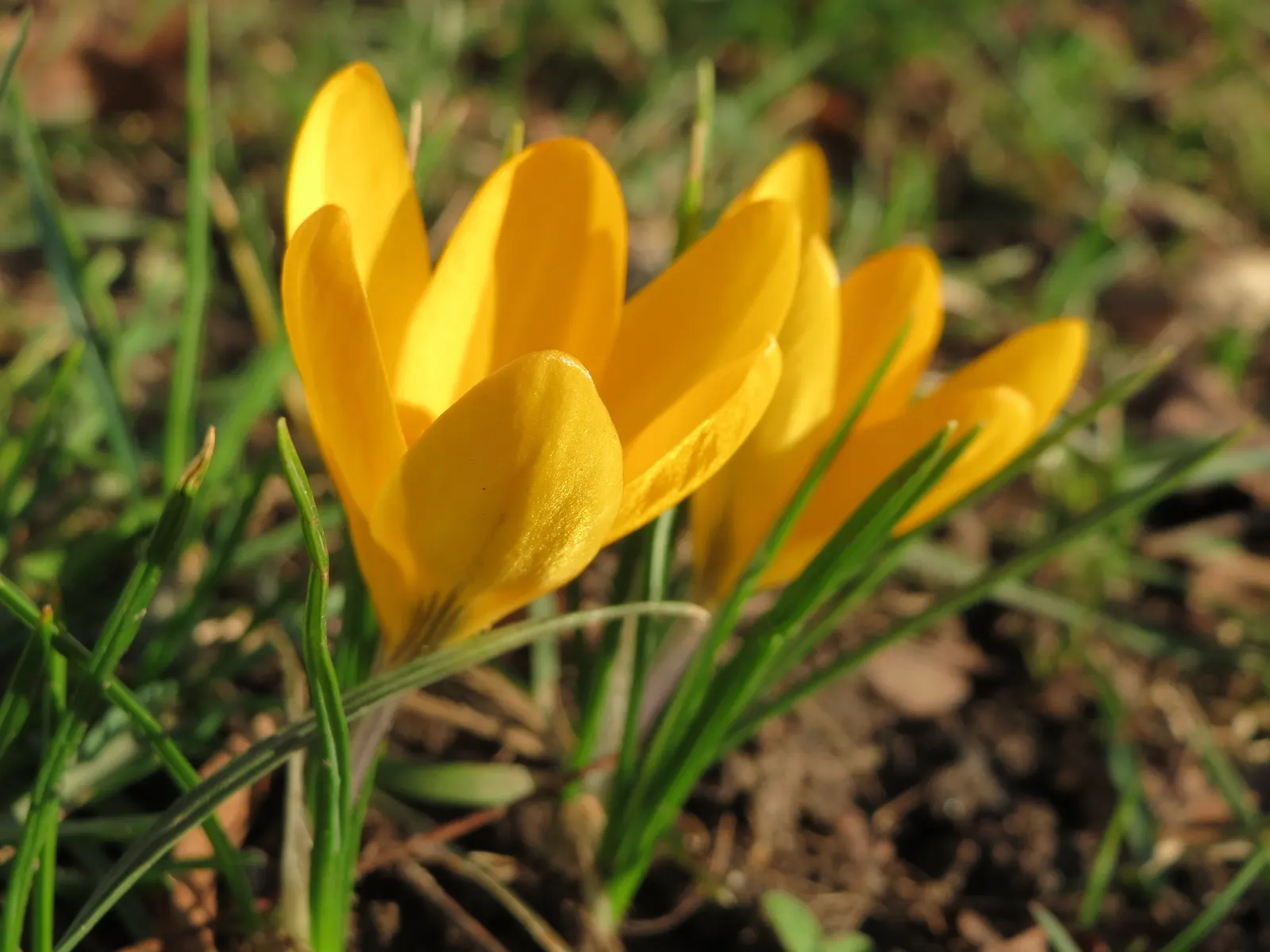 Snow Crocus (Crocus Chrysanthus) — They are best planted in clusters or drifts; plant bulbs at a depth of 3 inches, in well-drained soil for a splash of color
