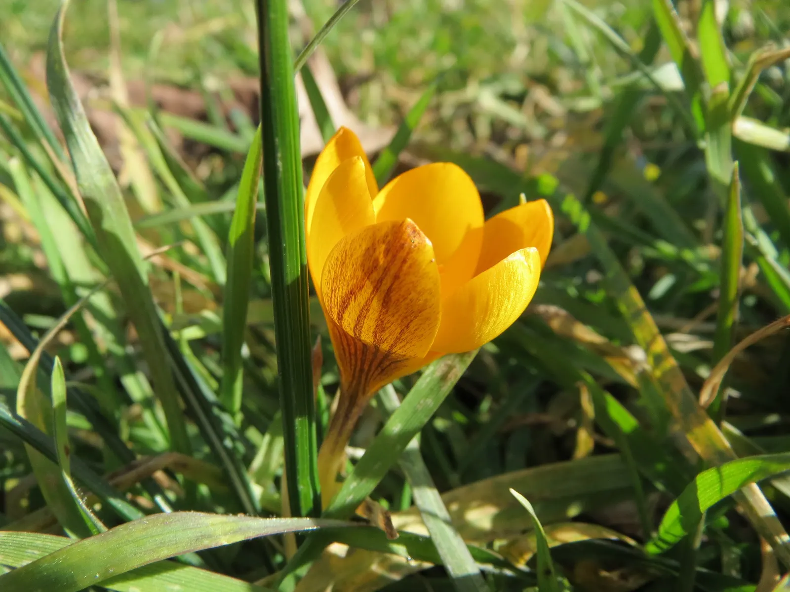 Snow Crocus (Crocus Chrysanthus) — contributing to a thriving ecosystem within your client's garden sanctuary, image 60
