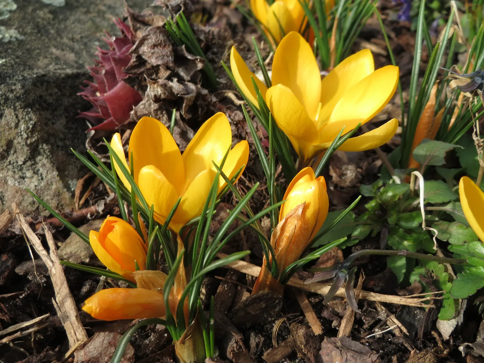 Snow Crocus (Crocus Chrysanthus) — silvery or golden throated center; plant bulbs at a depth of 3 inches, in well-drained soil for a splash of color, image 76