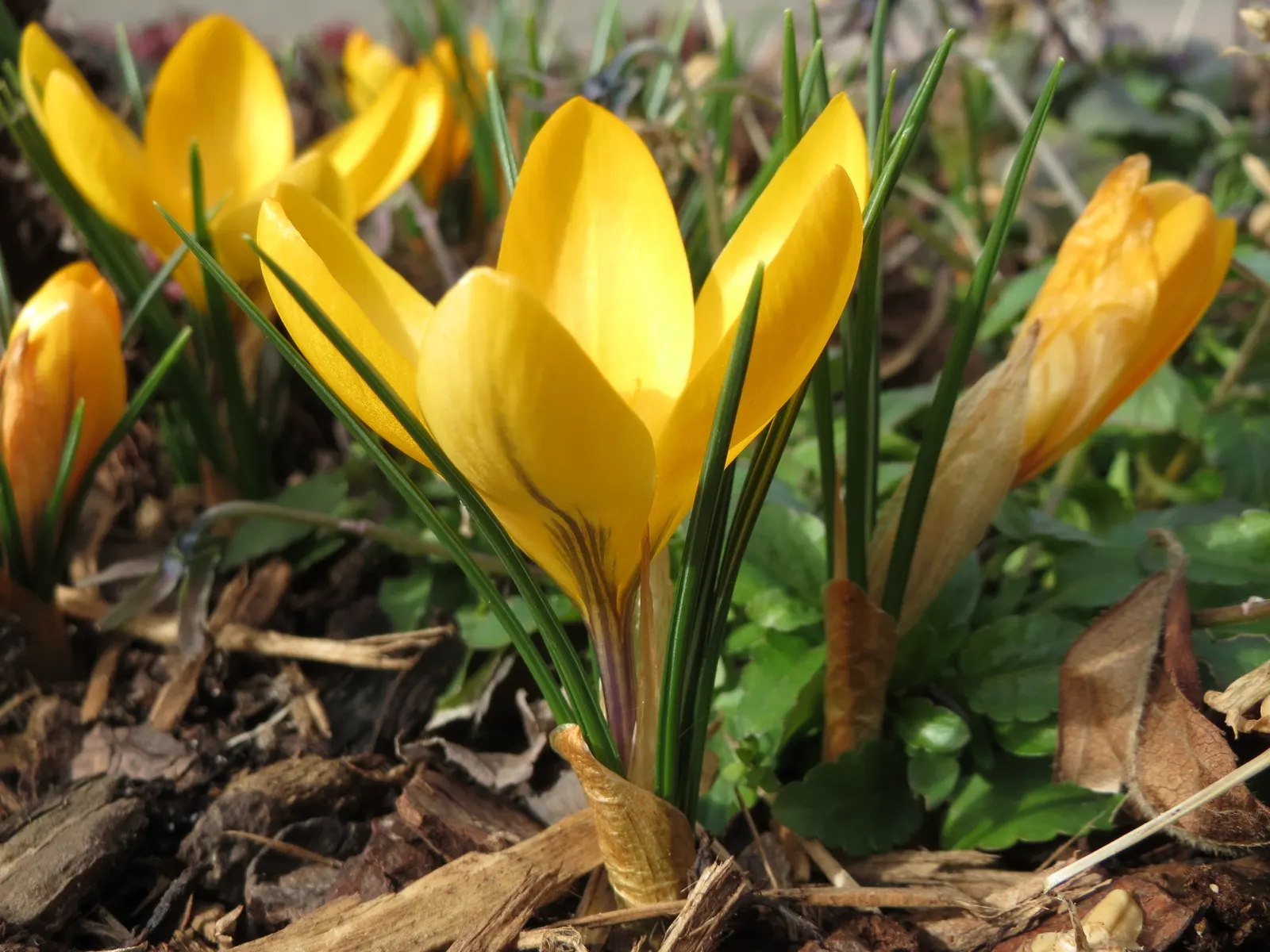 Snow Crocus (Crocus Chrysanthus) — bulb with lavender and purple and white and yellow blooms; the flowers come in a splendid array, image 146