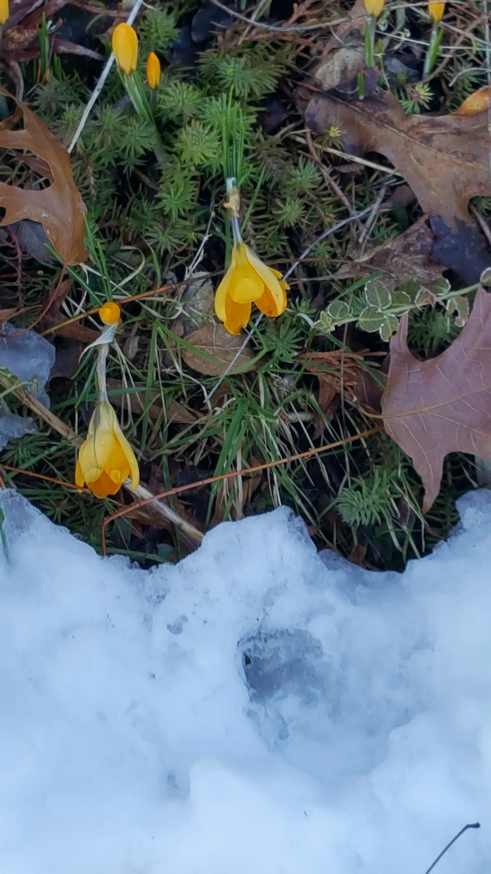 Snow Crocus (Crocus Chrysanthus) — Plant bulbs at a depth of 3 inches, in well-drained soil for a splash of color, image 130