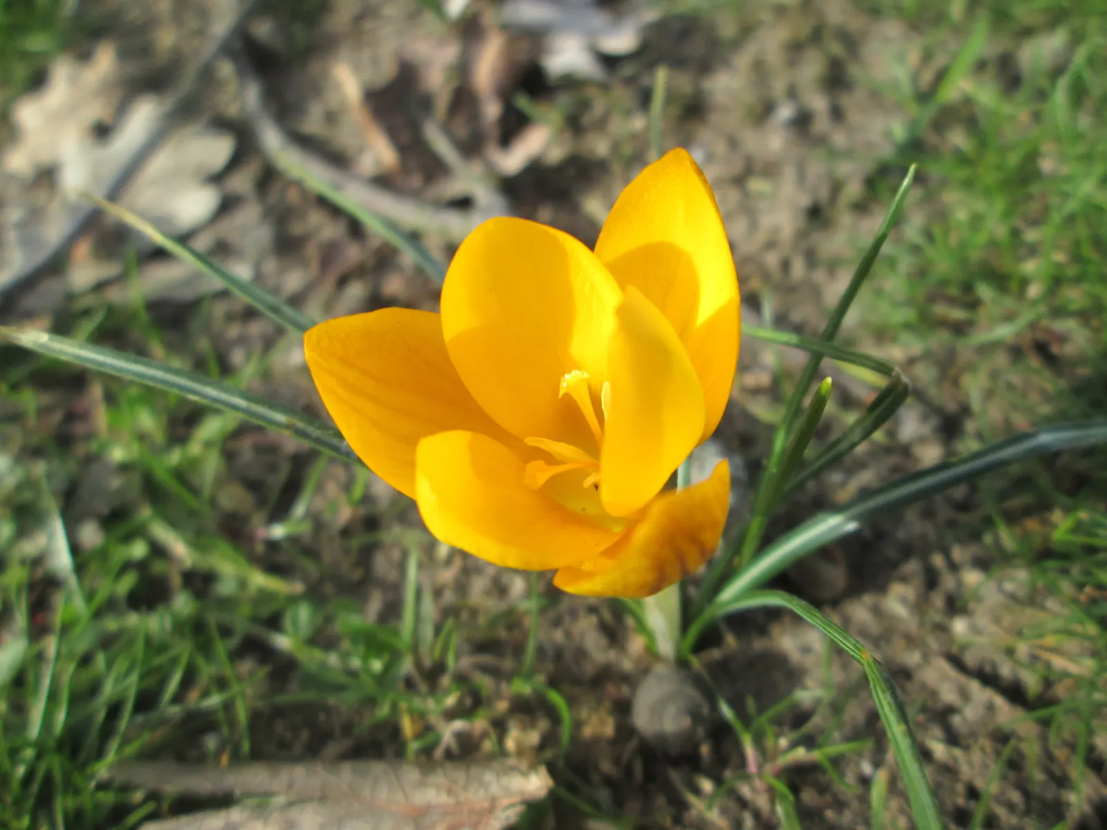 Snow Crocus (Crocus Chrysanthus) — lavender and purple and white and yellow flowers in the garden
