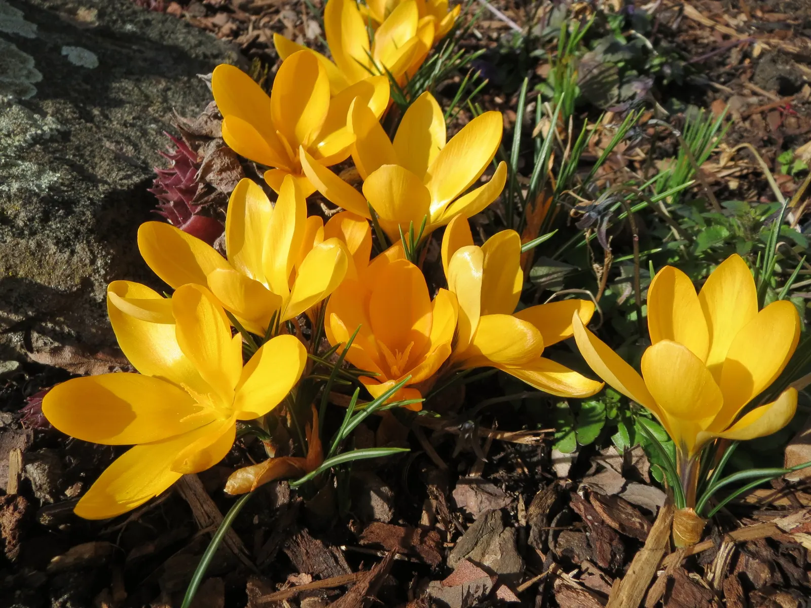Snow Crocus (Crocus Chrysanthus) — making a striking appearance often while the last traces of winter snow are still visible; the flowers come in a, image 113