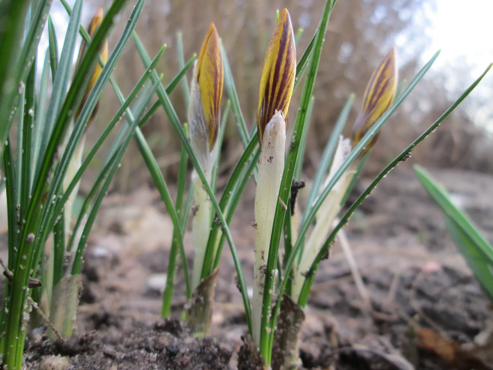 Snow Crocus (Crocus Chrysanthus) — from creamy whites and sunny yellows to deep purples and bicolored petals; contributing to a thriving ecosystem, image 117