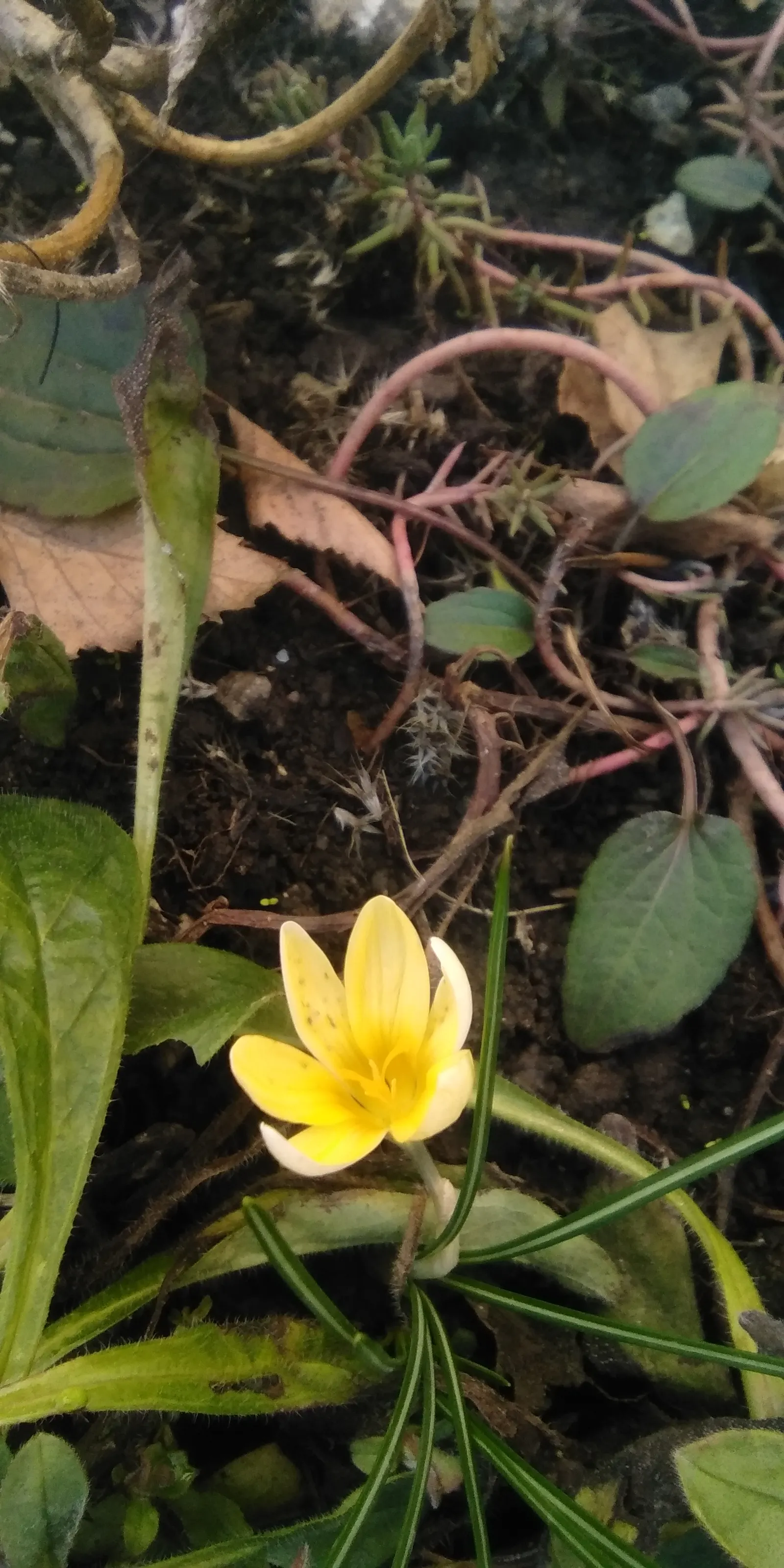 Snow Crocus (Crocus Chrysanthus) — silvery or golden throated center; plant bulbs at a depth of 3 inches, in well-drained soil for a splash of color, image 55