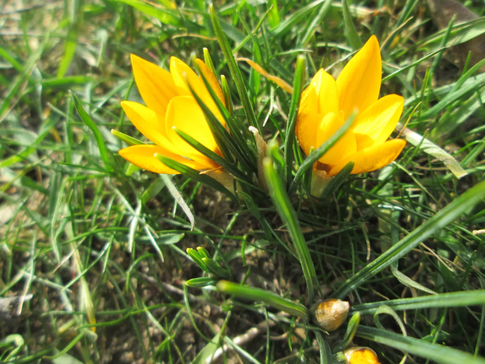 Snow Crocus (Crocus Chrysanthus) — the Snow Crocus should be planted in well-drained soil with a preference for full to partial sunlight exposure, image 99