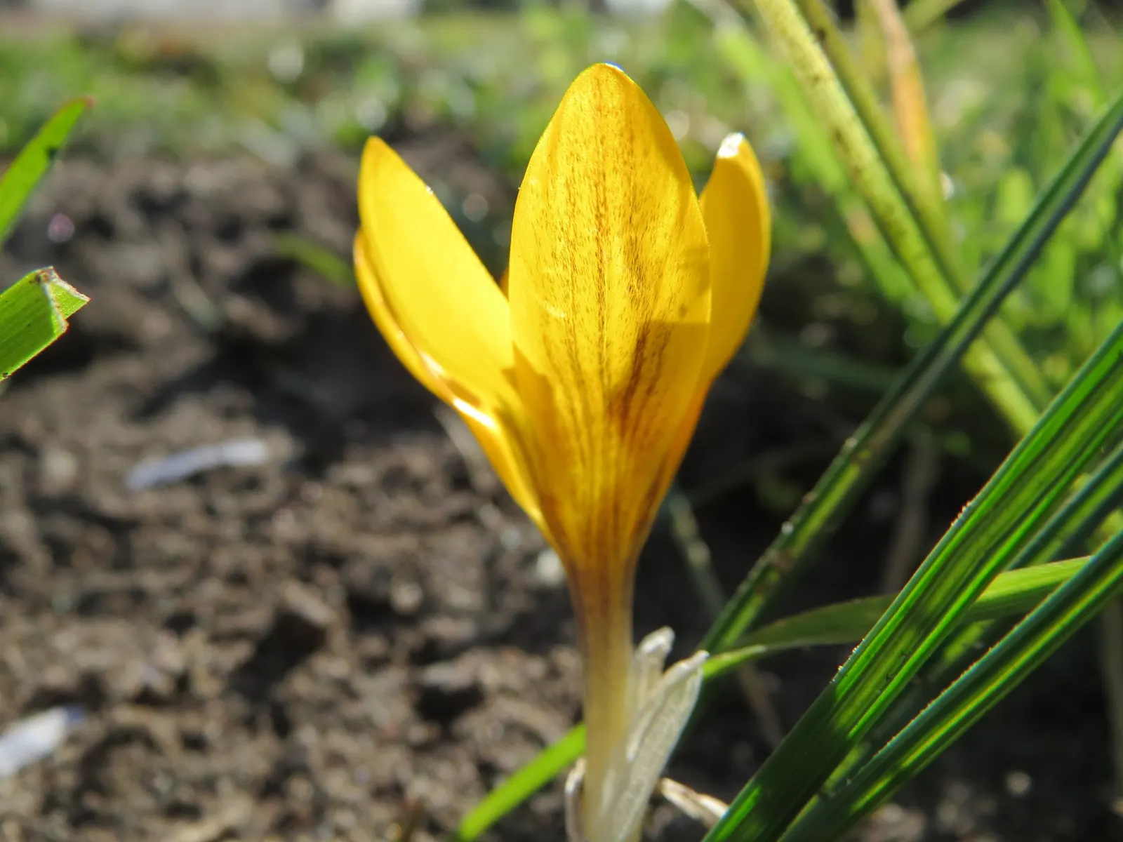 Snow Crocus (Crocus Chrysanthus) — reaching a height of 3-4 inches; the flowers come in a splendid array, image 65