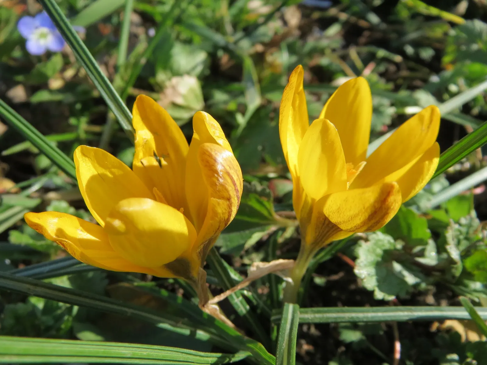 Snow Crocus (Crocus Chrysanthus) — The cup-shaped flowers perched on slender stalks emerge from grass-like foliage that is finely textured; the, image 98