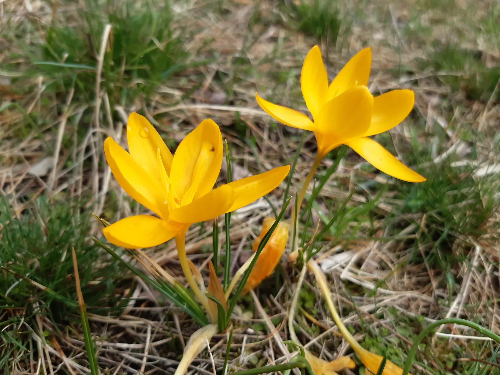 Snow Crocus (Crocus Chrysanthus) — scientifically named Crocus chrysanthus; contributing to a thriving ecosystem within your client's garden, image 153