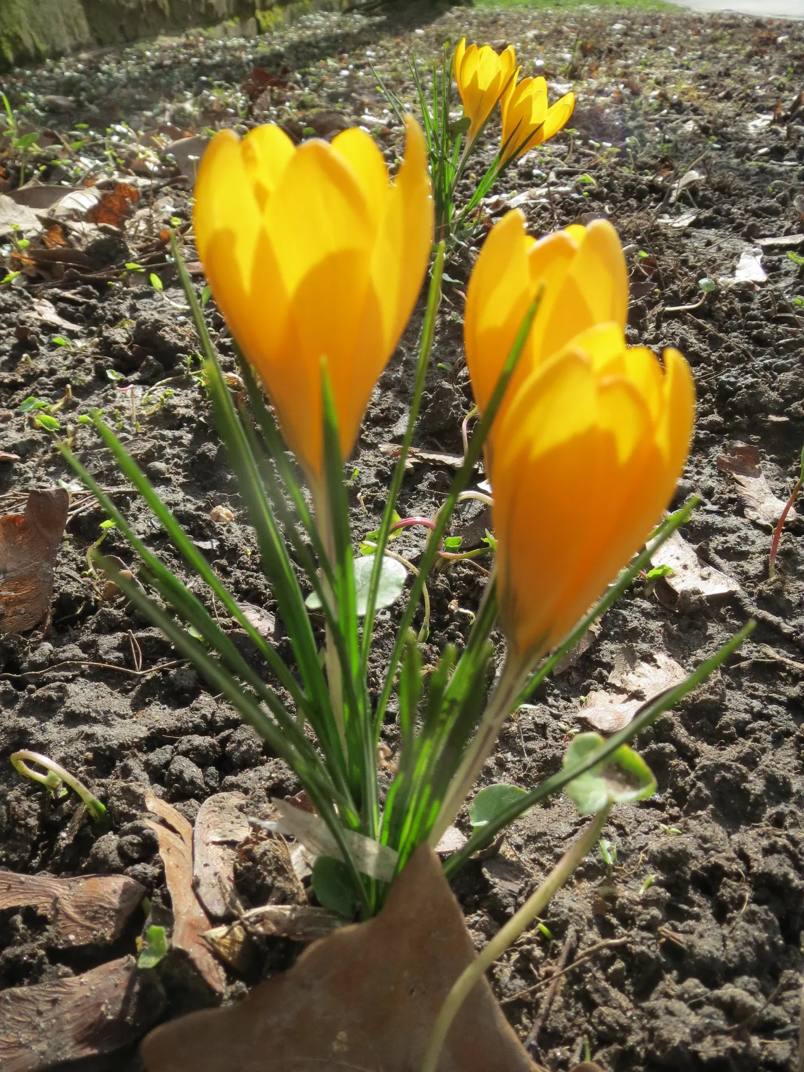 Snow Crocus (Crocus Chrysanthus) — The flowers come in a splendid array