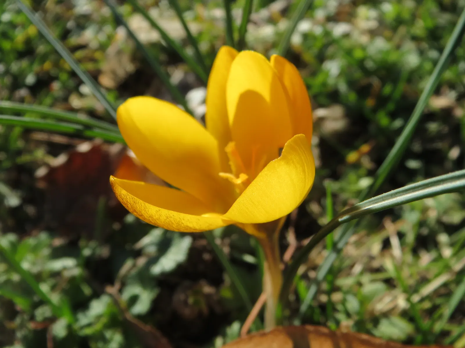 Snow Crocus (Crocus Chrysanthus) — Ideal for rock gardens and naturalizing; the flowers come in a splendid array, image 47