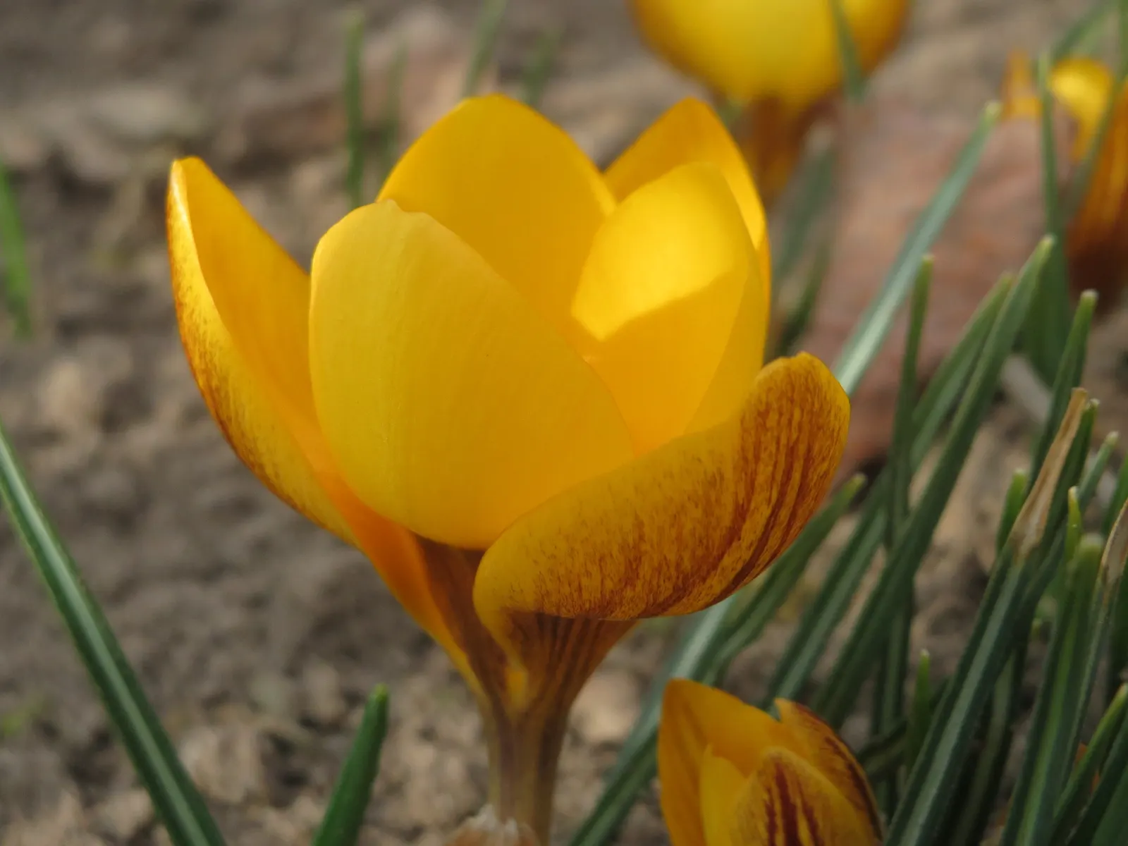 Snow Crocus (Crocus Chrysanthus) — is an early spring herald with a bloom size of about 1-1.5 inches