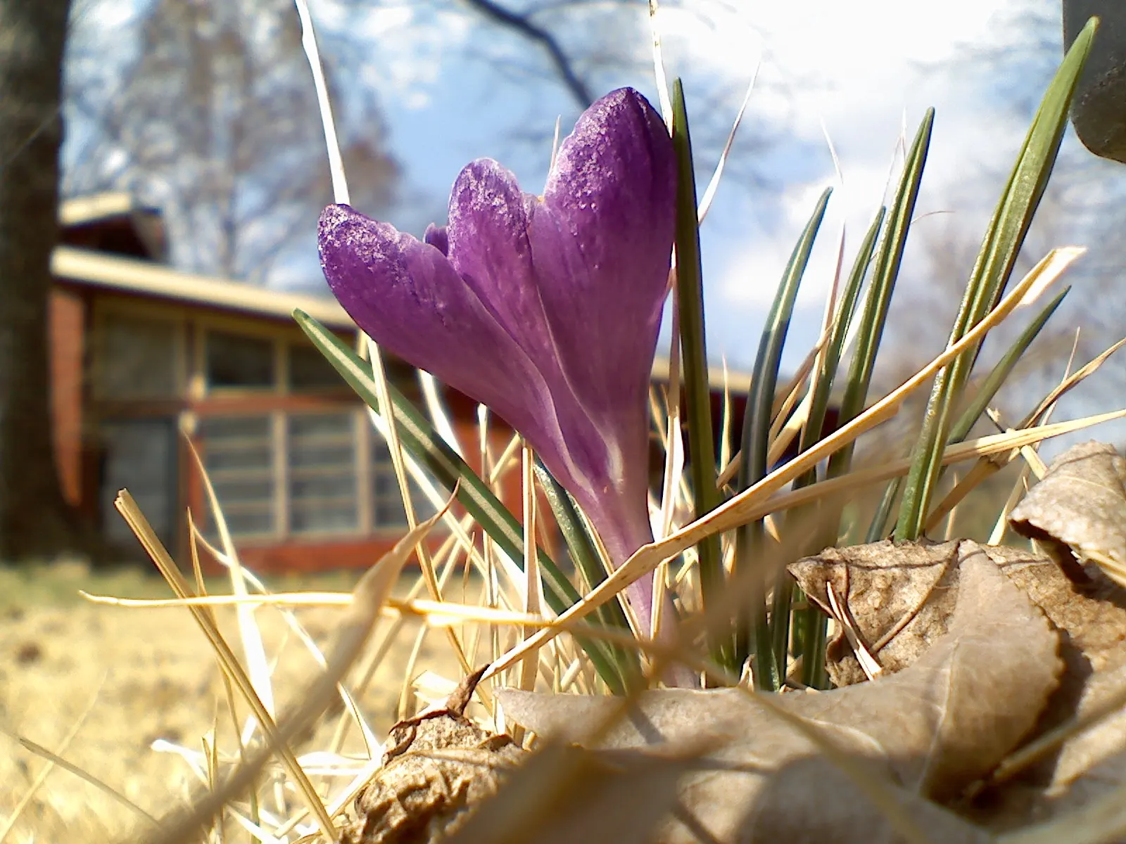 Snow Crocus (Crocus Chrysanthus) — They are best planted in clusters or drifts; plant bulbs at a depth of 3 inches, in well-drained soil for a, image 100