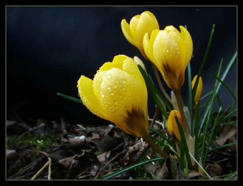 Snow Crocus (Crocus Chrysanthus) — The flowers come in a splendid array, image 116