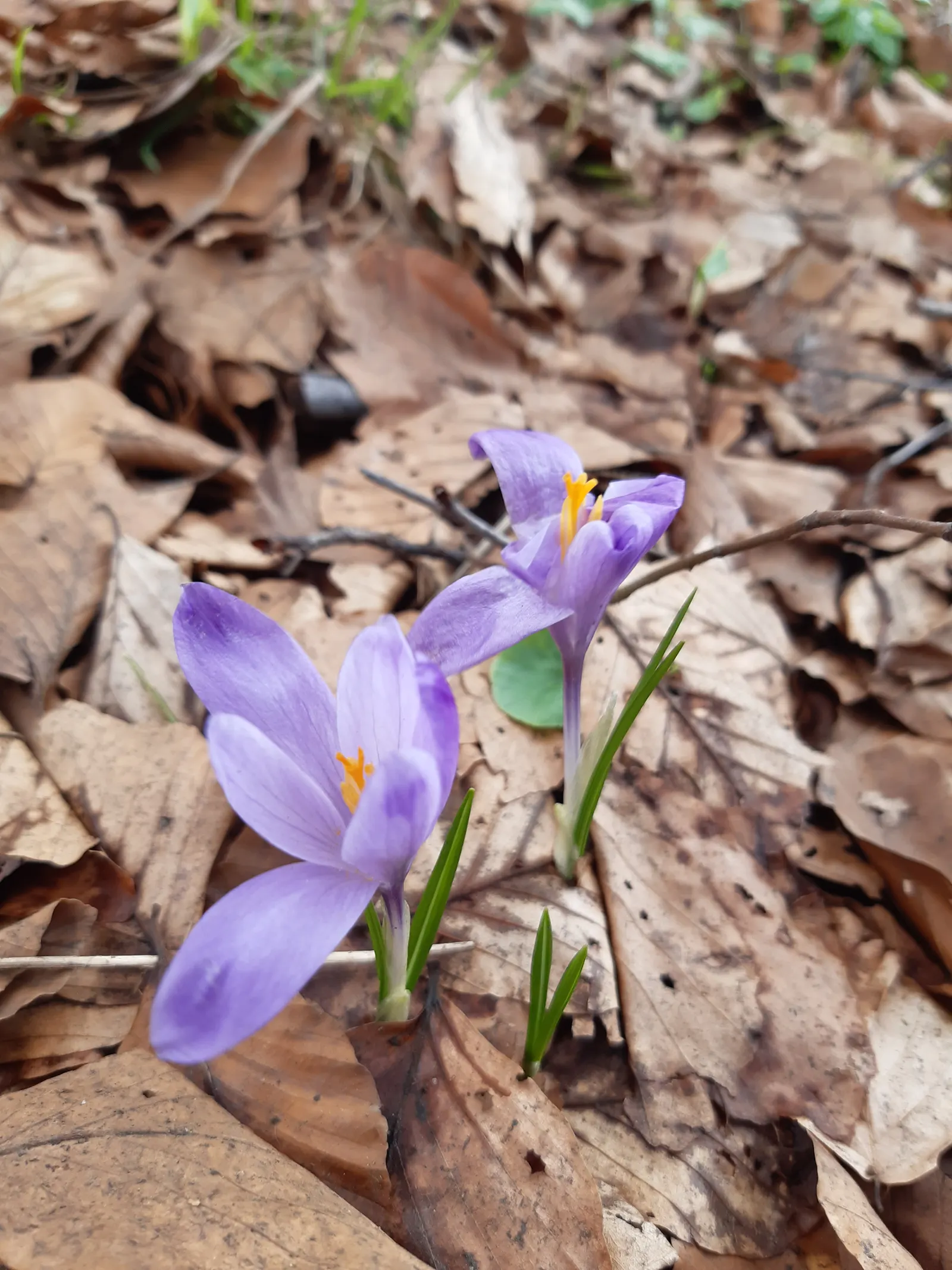 Snow Crocus (Crocus Chrysanthus) — from creamy whites and sunny yellows to deep purples and bicolored petals; contributing to a thriving ecosystem, image 159